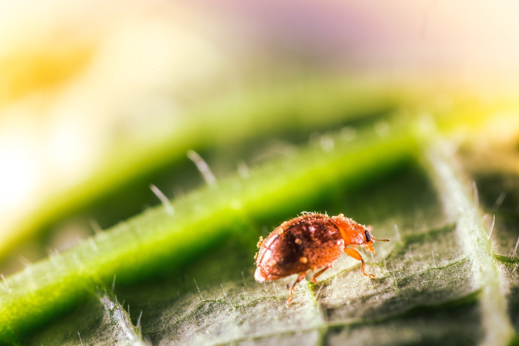 Scale Insect Predatory Beetles - Rhyzobius lophanthae