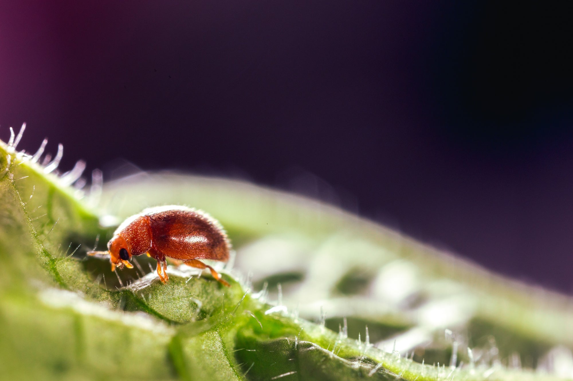 Scale Insect Predatory Beetles - Rhyzobius lophanthae