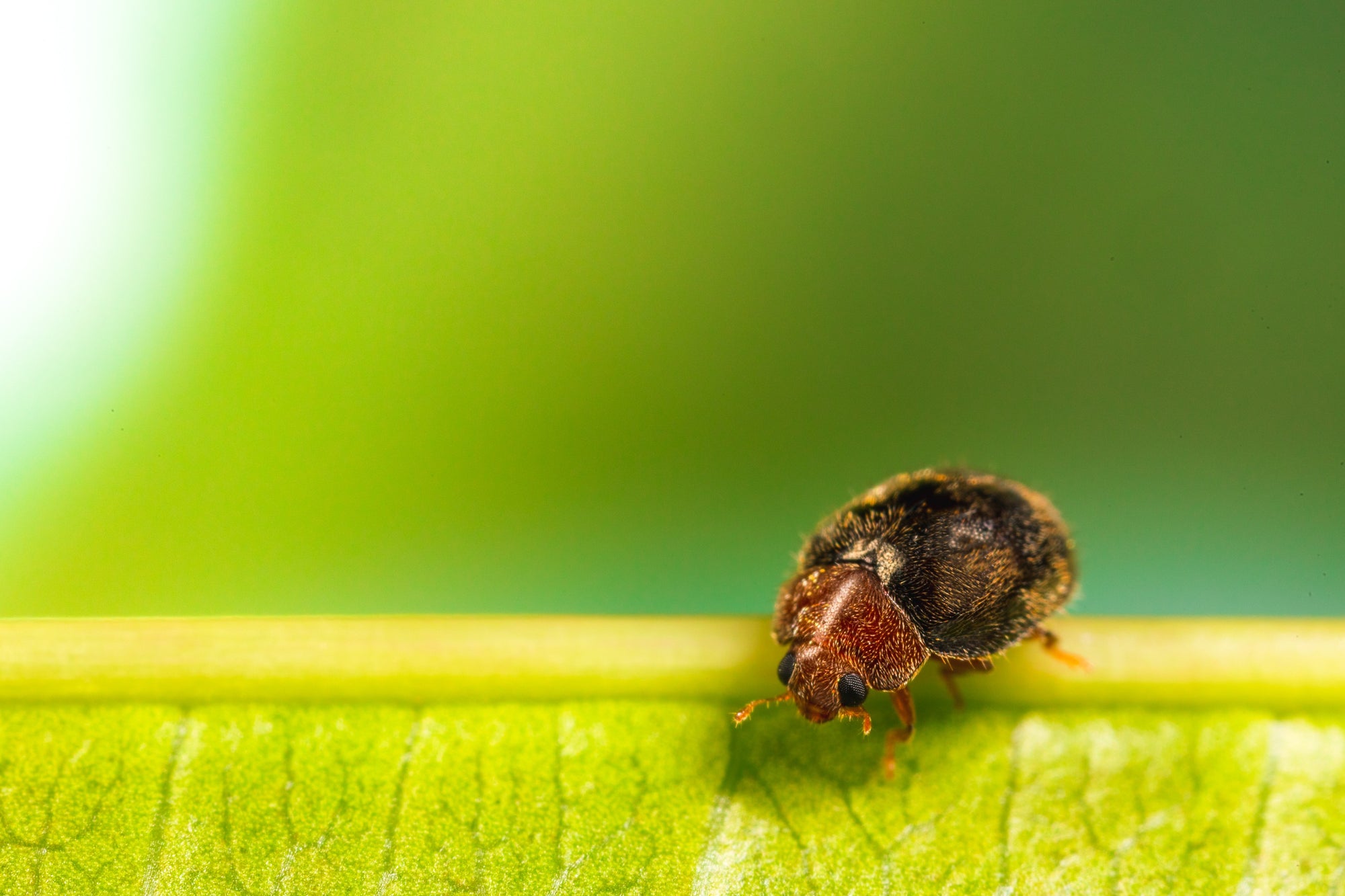 Scale Insect Predatory Beetles - Rhyzobius lophanthae