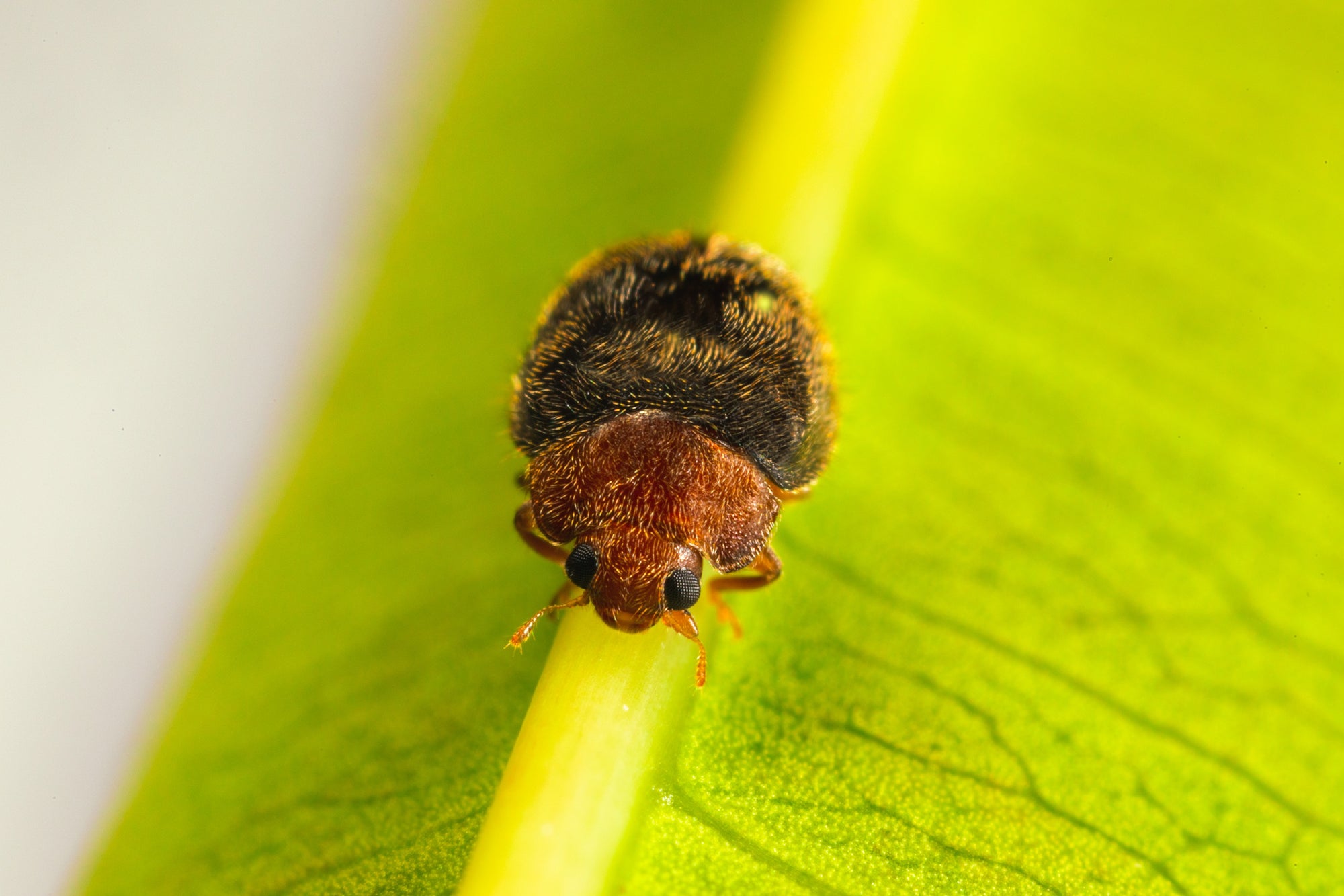 Scale Insect Predatory Beetles - Rhyzobius lophanthae