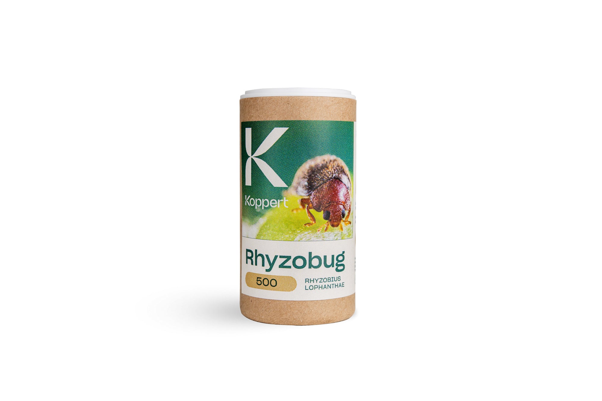 Scale Insect Killer Predator - Rhyzobius lophanthae Biological Control ...