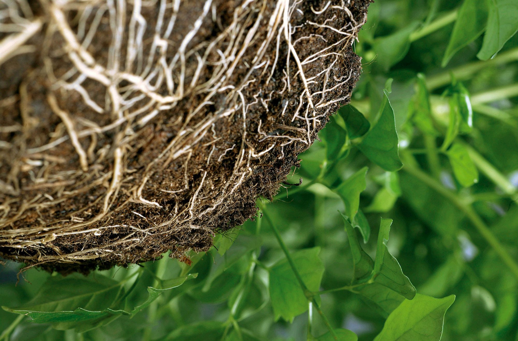 Roots & Soil Boost Bundle