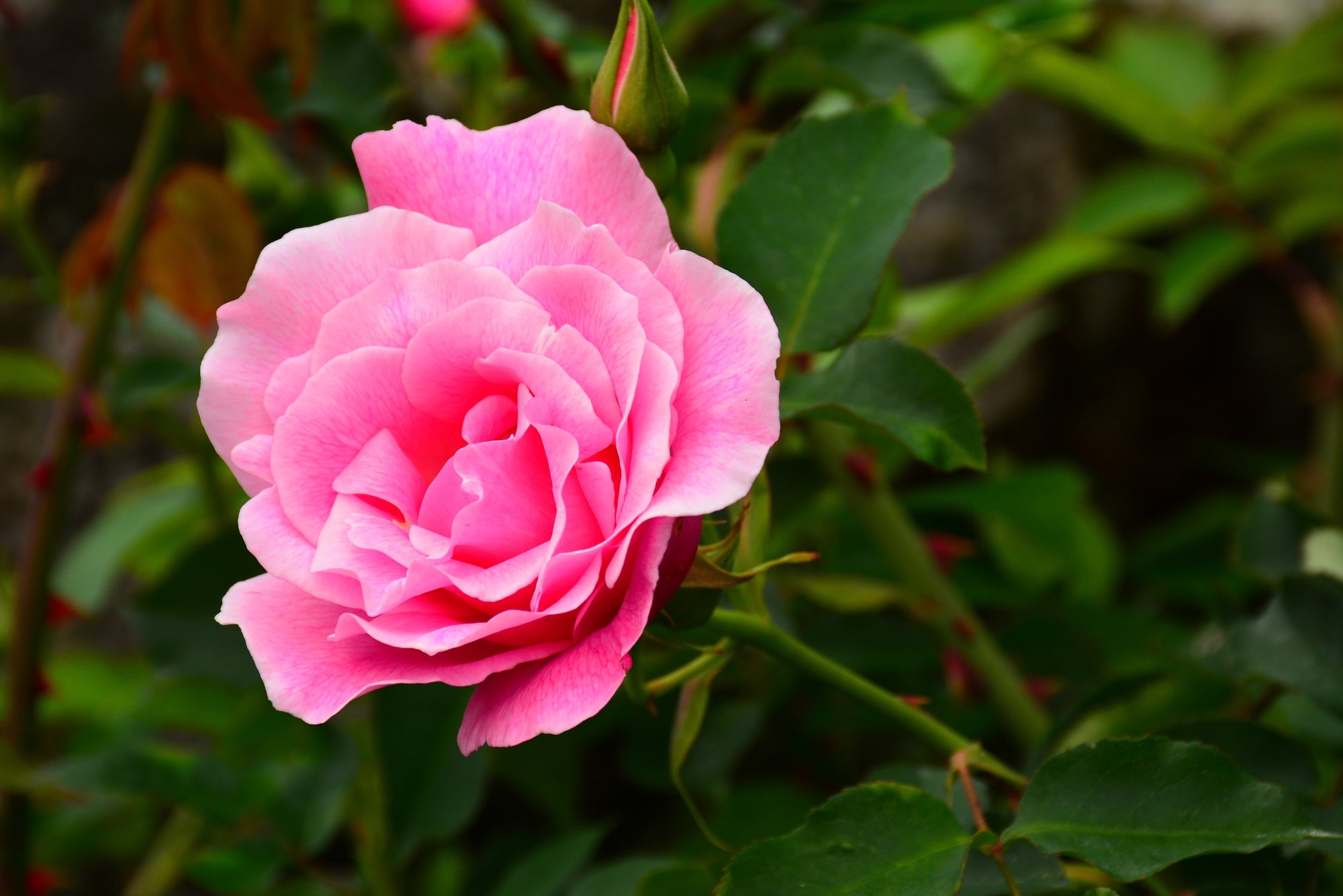 Roots & Soil Boost Bundle