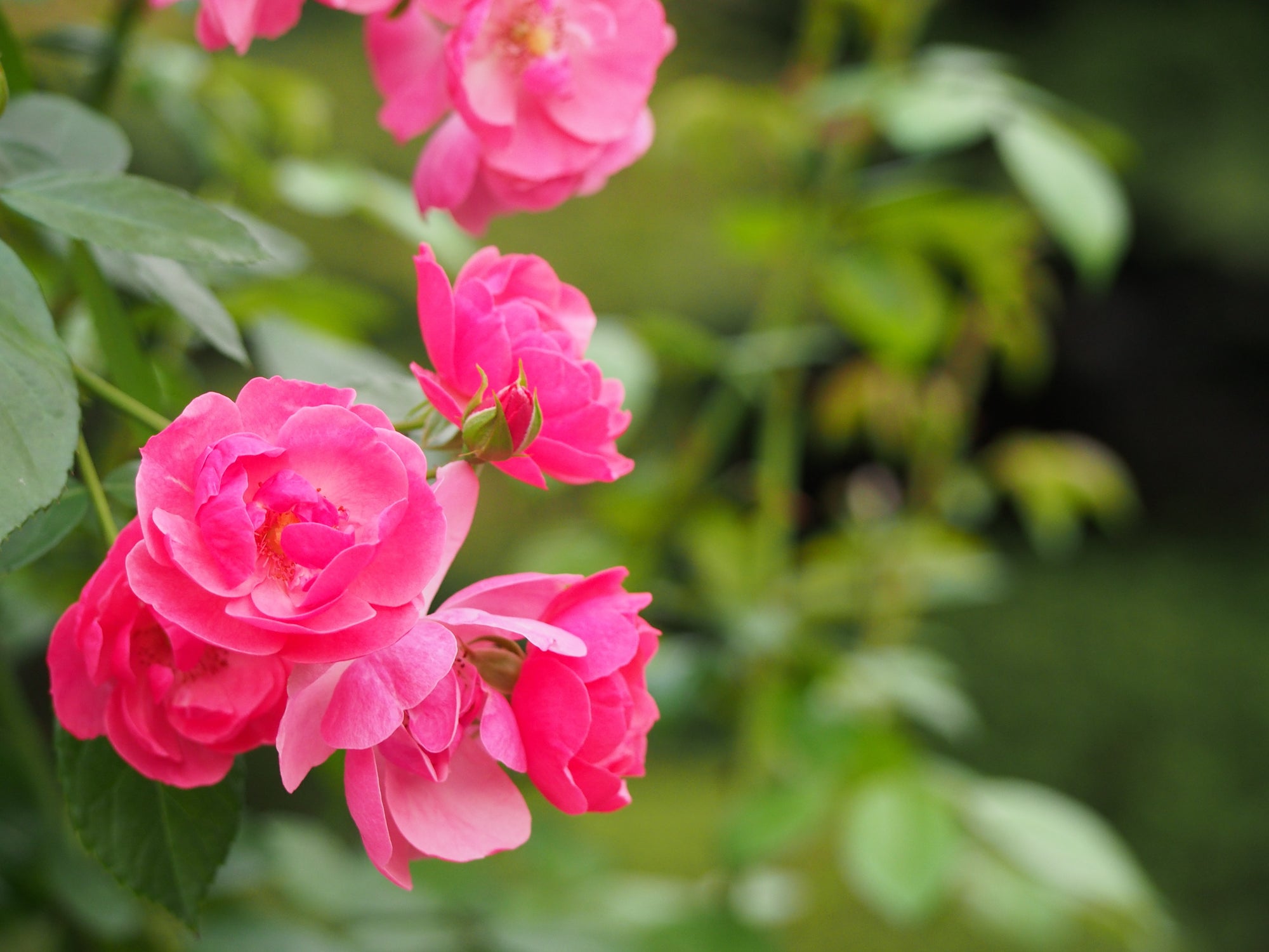 Roots & Soil Boost Bundle