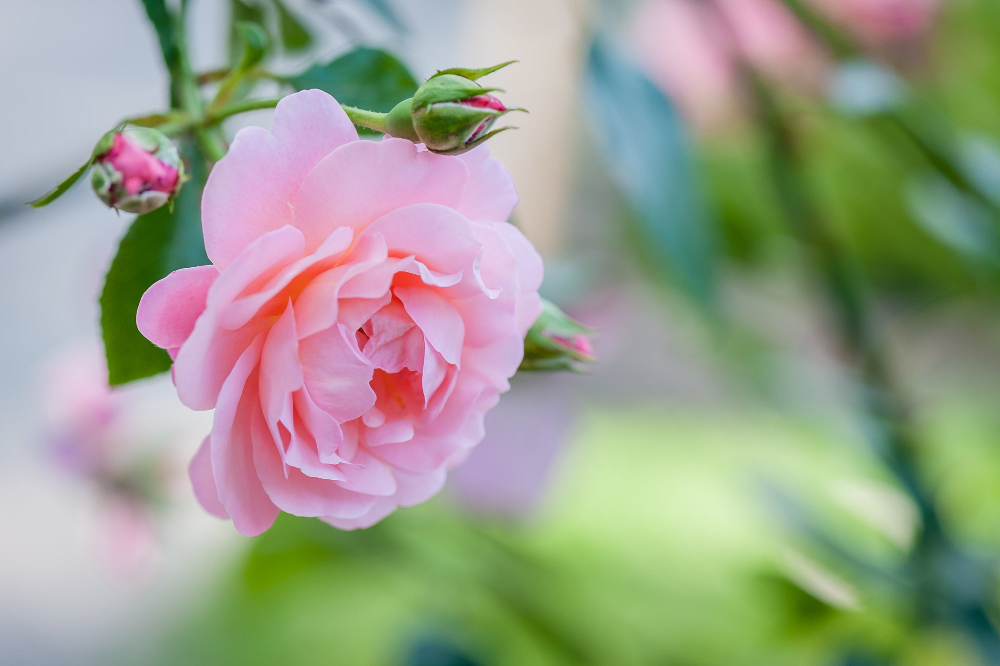 Roots & Soil Boost Bundle