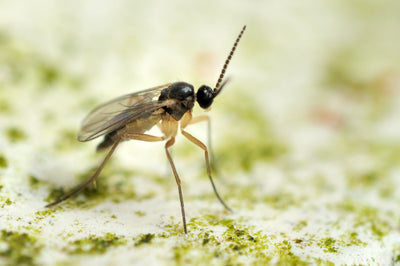 Fungus Fly Killer Beetles - Atheta coriaria