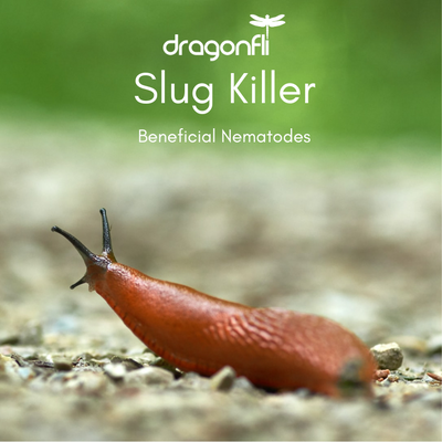 Natural Slug & Snail Killer Bundle: Nematodes & Organic Pellets