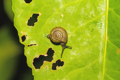 Natural Slug & Snail Killer Bundle: Nematodes & Organic Pellets
