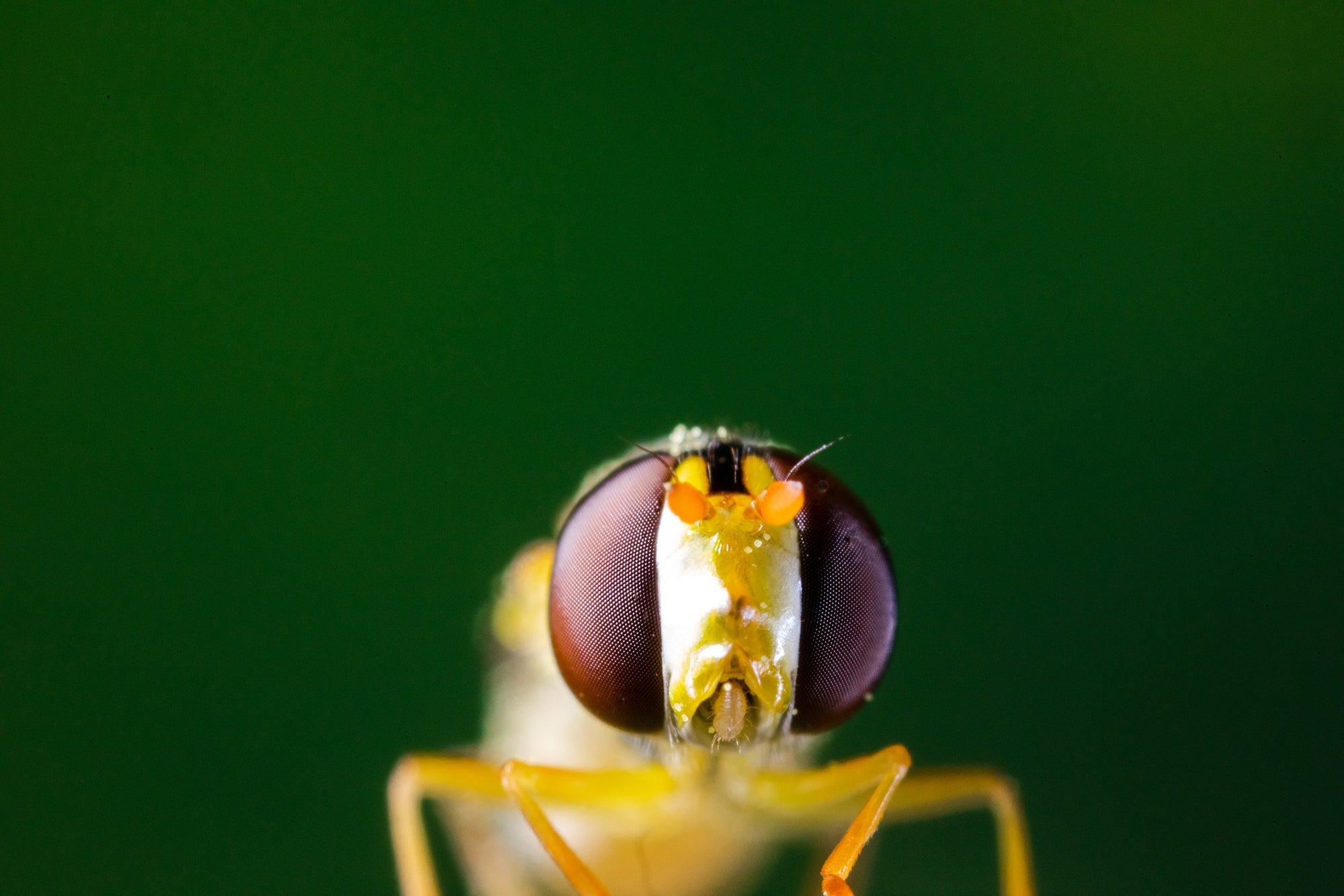 Hoverfly Larvae - Sphaerophoria rueppellii
