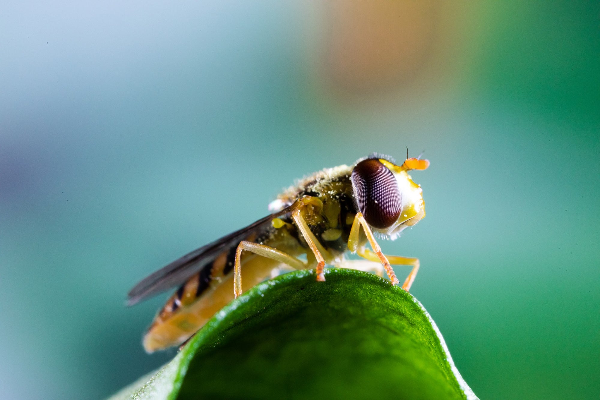 Hoverfly Larvae - Sphaerophoria rueppellii