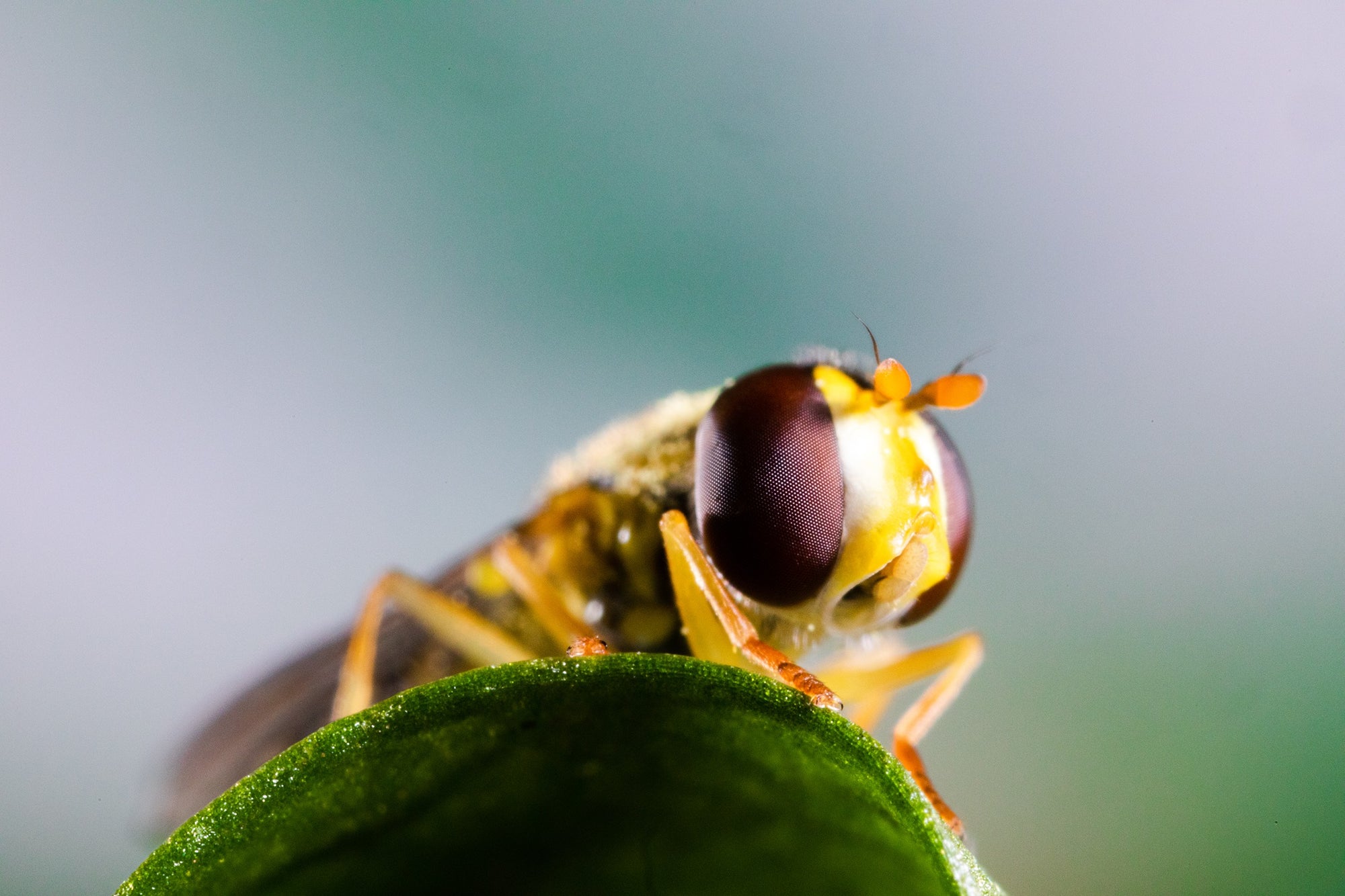 Hoverfly Larvae - Sphaerophoria rueppellii