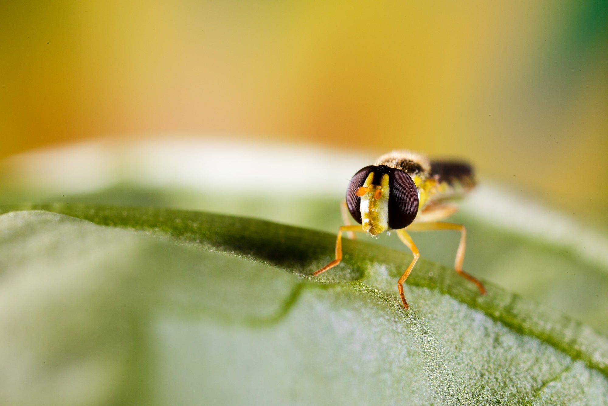 Hoverfly Larvae - Sphaerophoria rueppellii