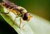 Hoverfly Larvae - Sphaerophoria rueppellii