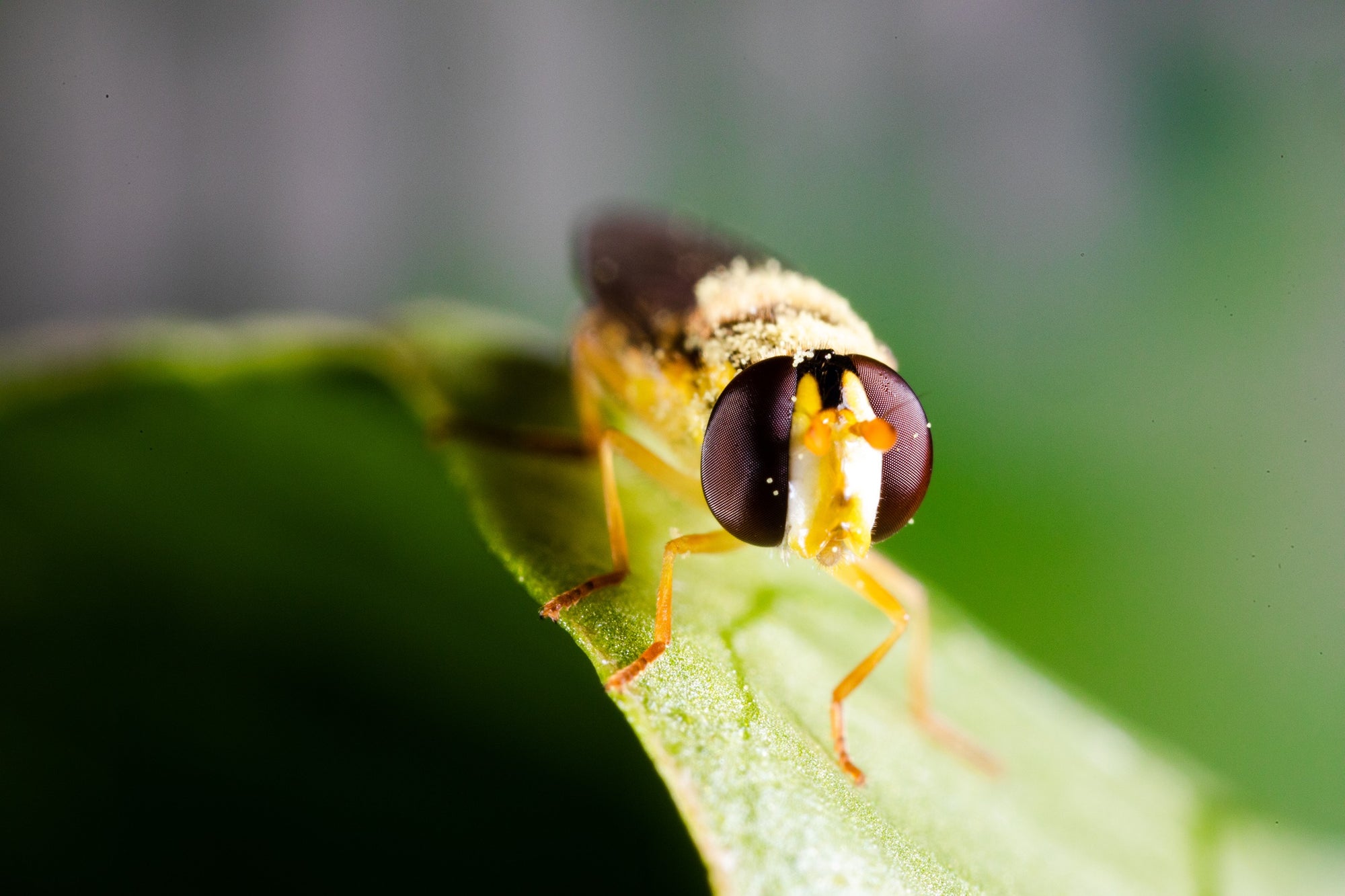 Hoverfly Larvae - Sphaerophoria rueppellii