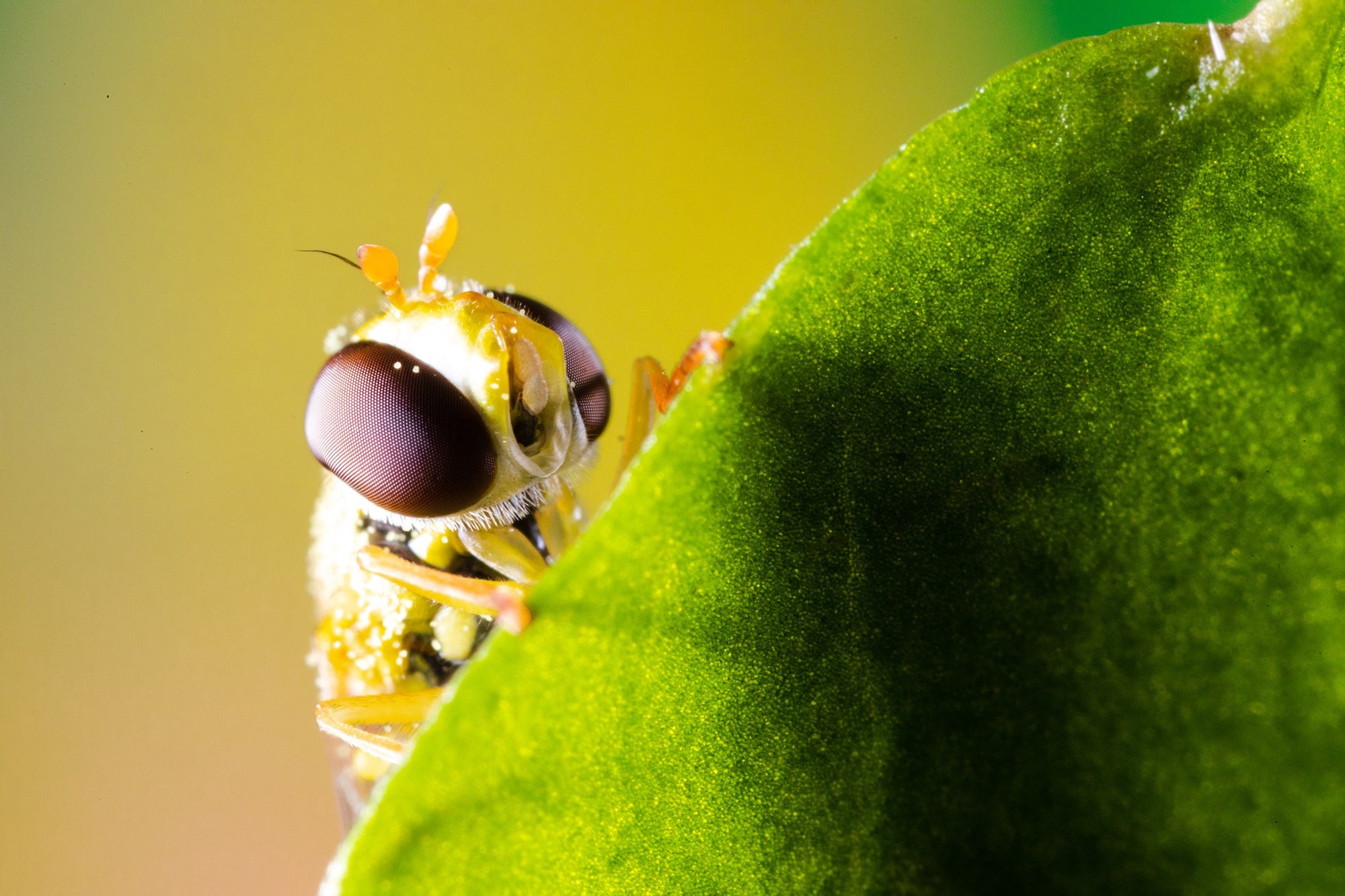 Hoverfly Larvae - Sphaerophoria rueppellii
