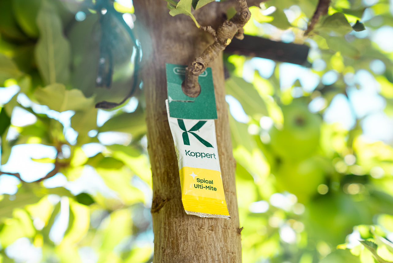 Amblyseius californicus - Foil Sachets - Spider Mite Preventative System