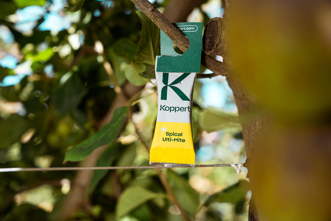 Amblyseius californicus - Foil Sachets - Spider Mite Preventative System