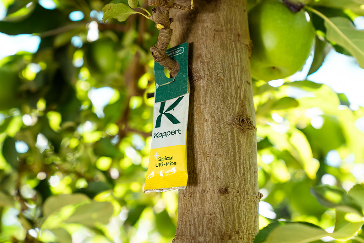 Amblyseius californicus - Foil Sachets - Spider Mite Preventative System