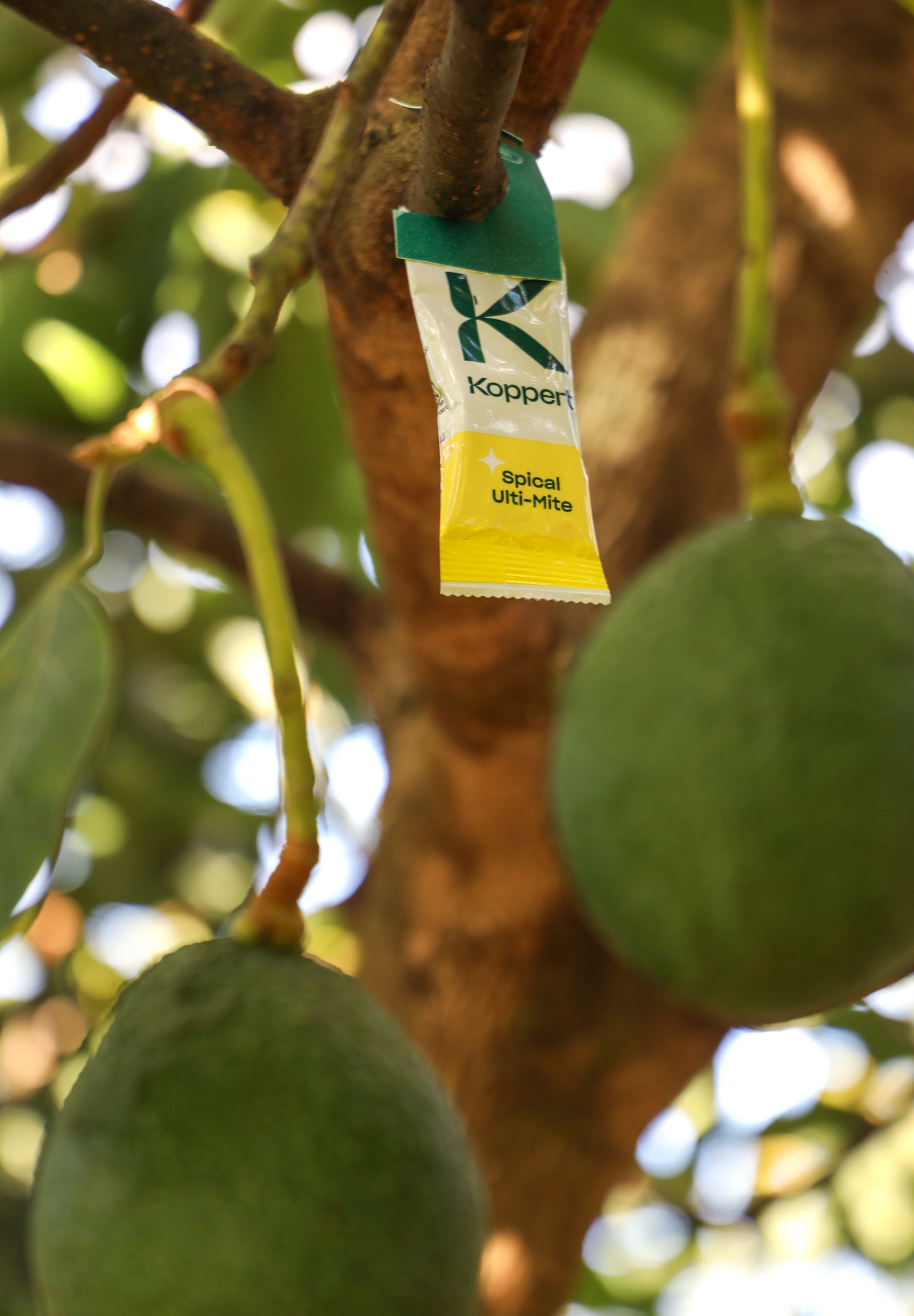 Amblyseius californicus - Foil Sachets - Spider Mite Preventative System