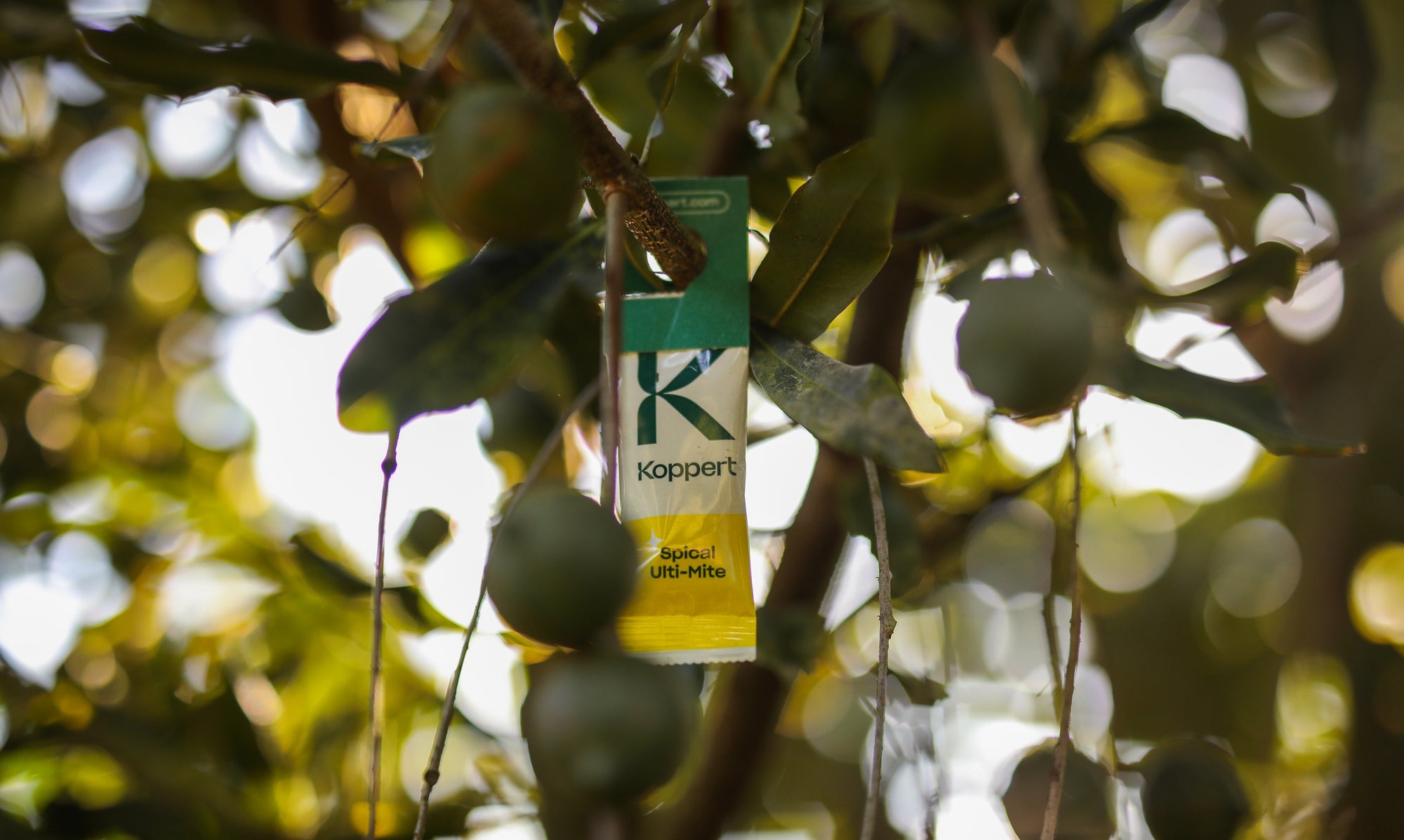 Amblyseius californicus - Foil Sachets - Spider Mite Preventative System