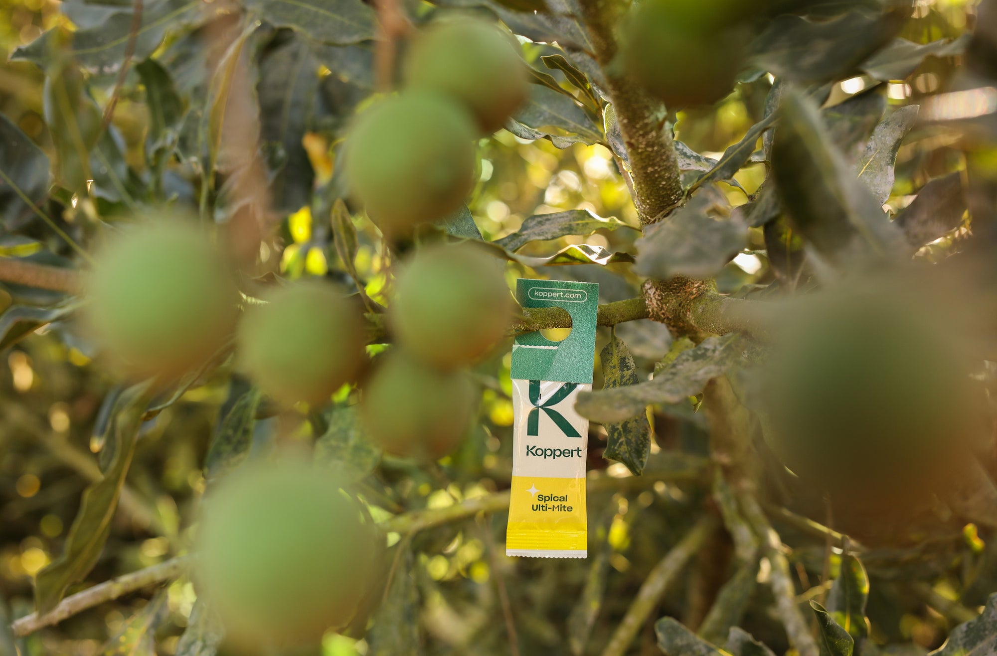 Amblyseius californicus - Foil Sachets - Spider Mite Preventative System