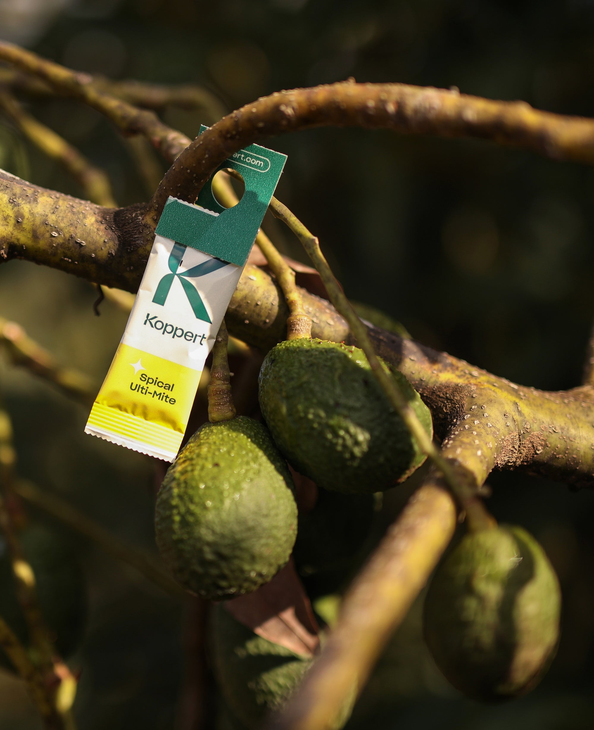 Amblyseius californicus - Foil Sachets - Spider Mite Preventative System