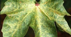 Amblyseius andersoni Predators - Spider Mite Preventative System