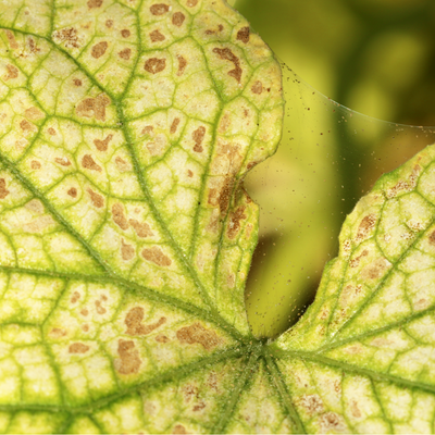 Amblyseius andersoni Predators - Spider Mite Preventative System