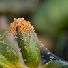 Amblyseius andersoni Predators - Spider Mite Preventative System