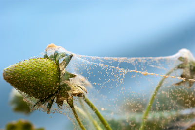 Amblyseius andersoni Predators - Spider Mite Preventative System