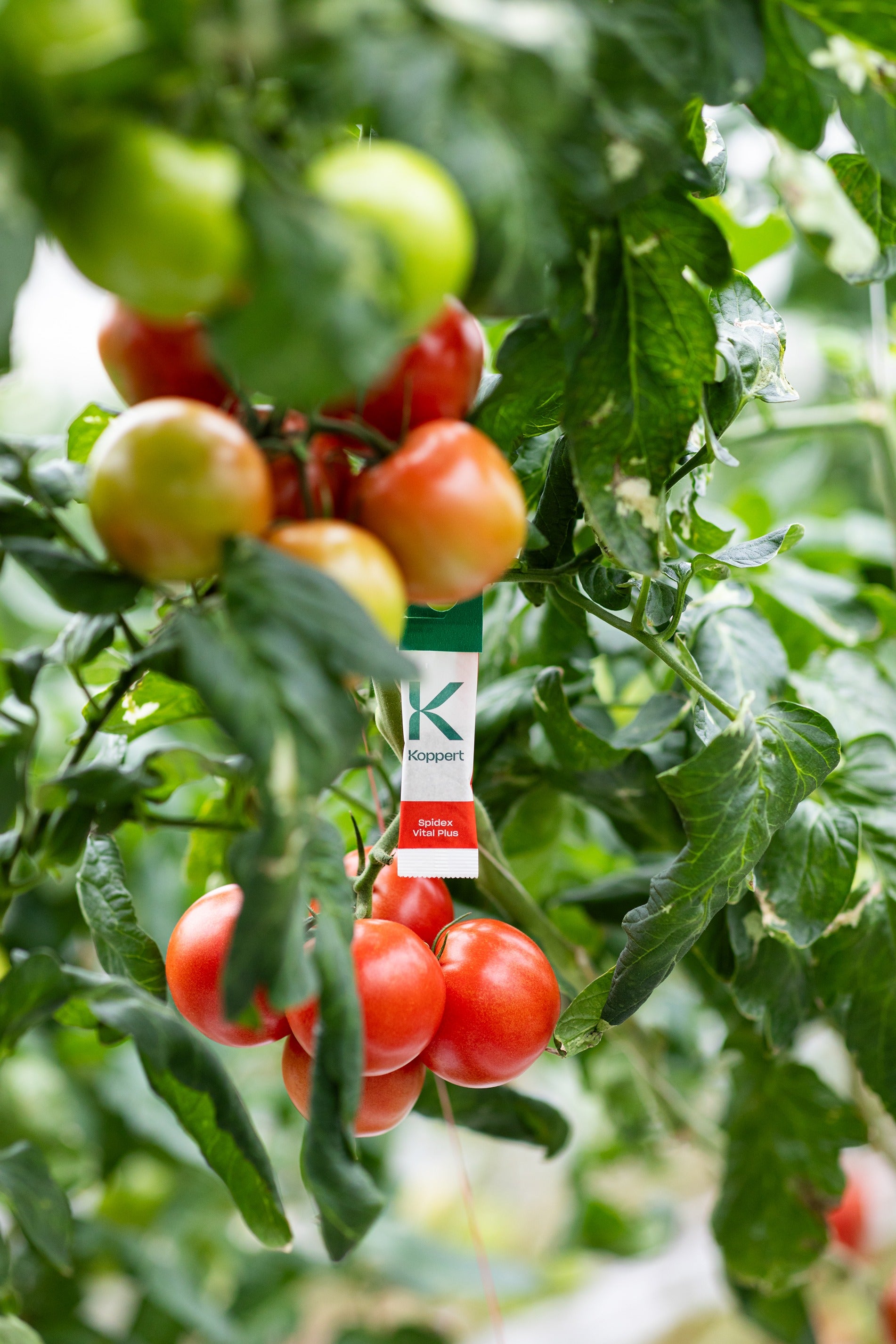 Spidex Vital Plus - Curative Spider Mite Control Sachets