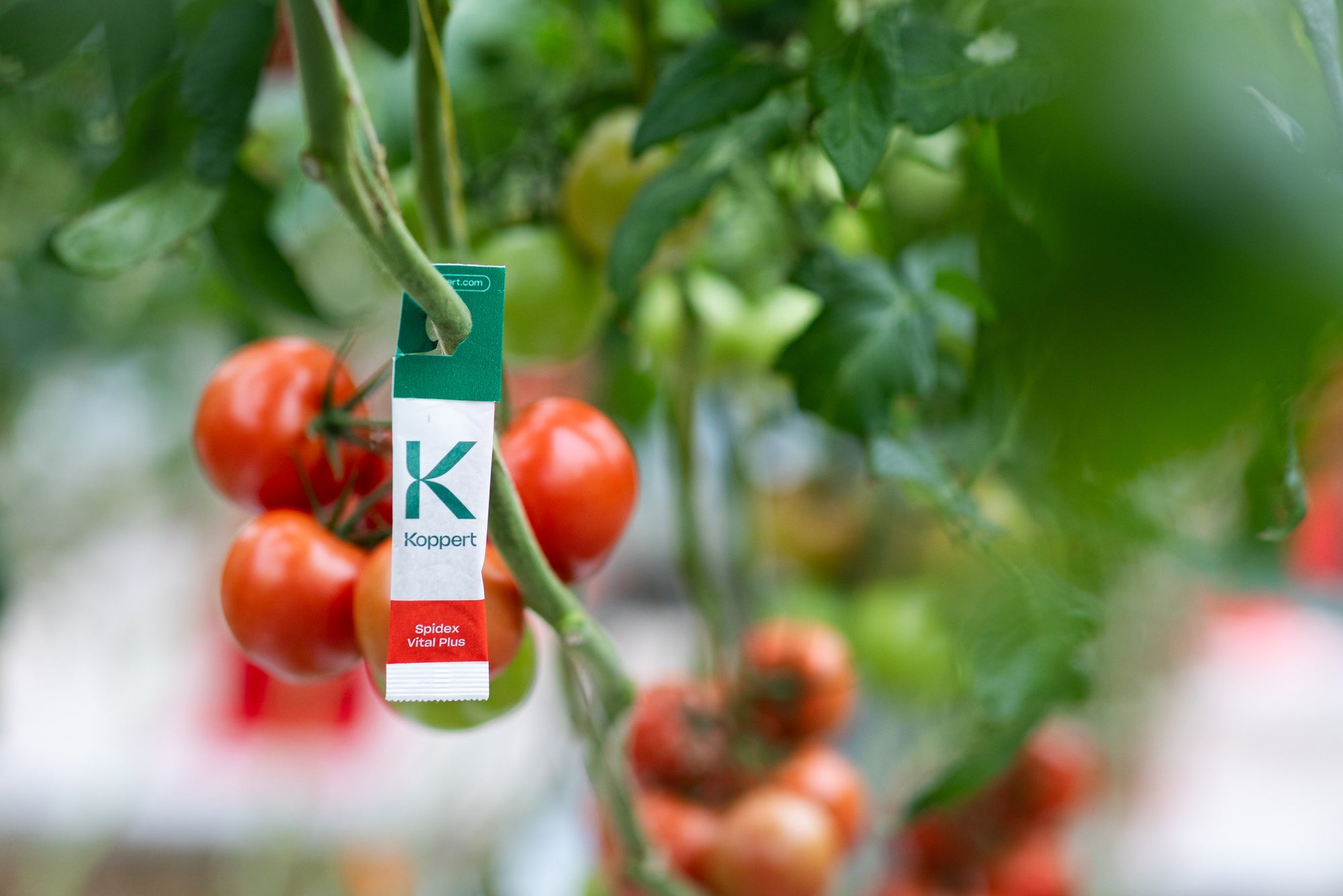 Spidex Vital Plus - Curative Spider Mite Control Sachets