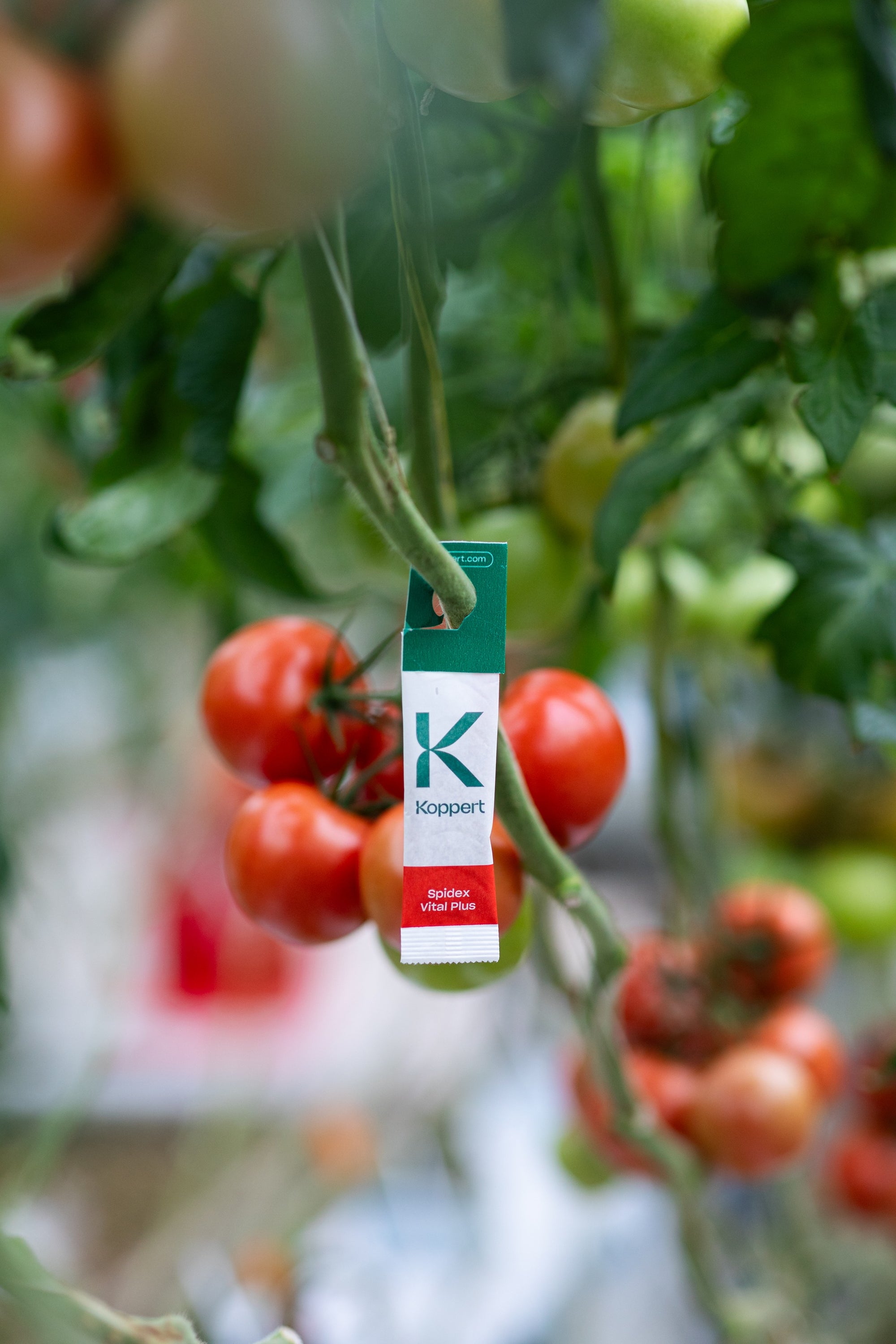 Spidex Vital Plus - Curative Spider Mite Control Sachets