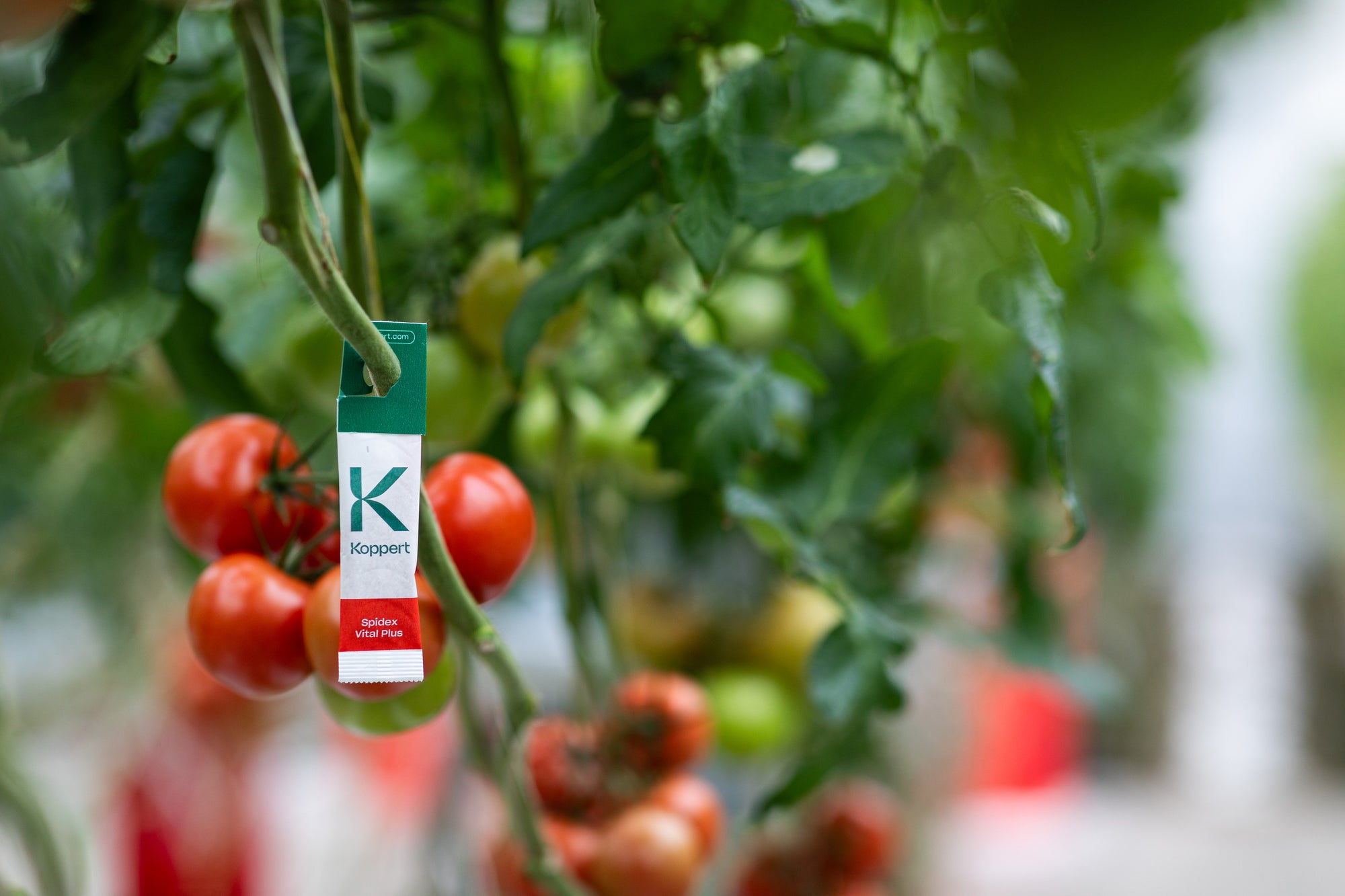 Spidex Vital Plus - Curative Spider Mite Control Sachets