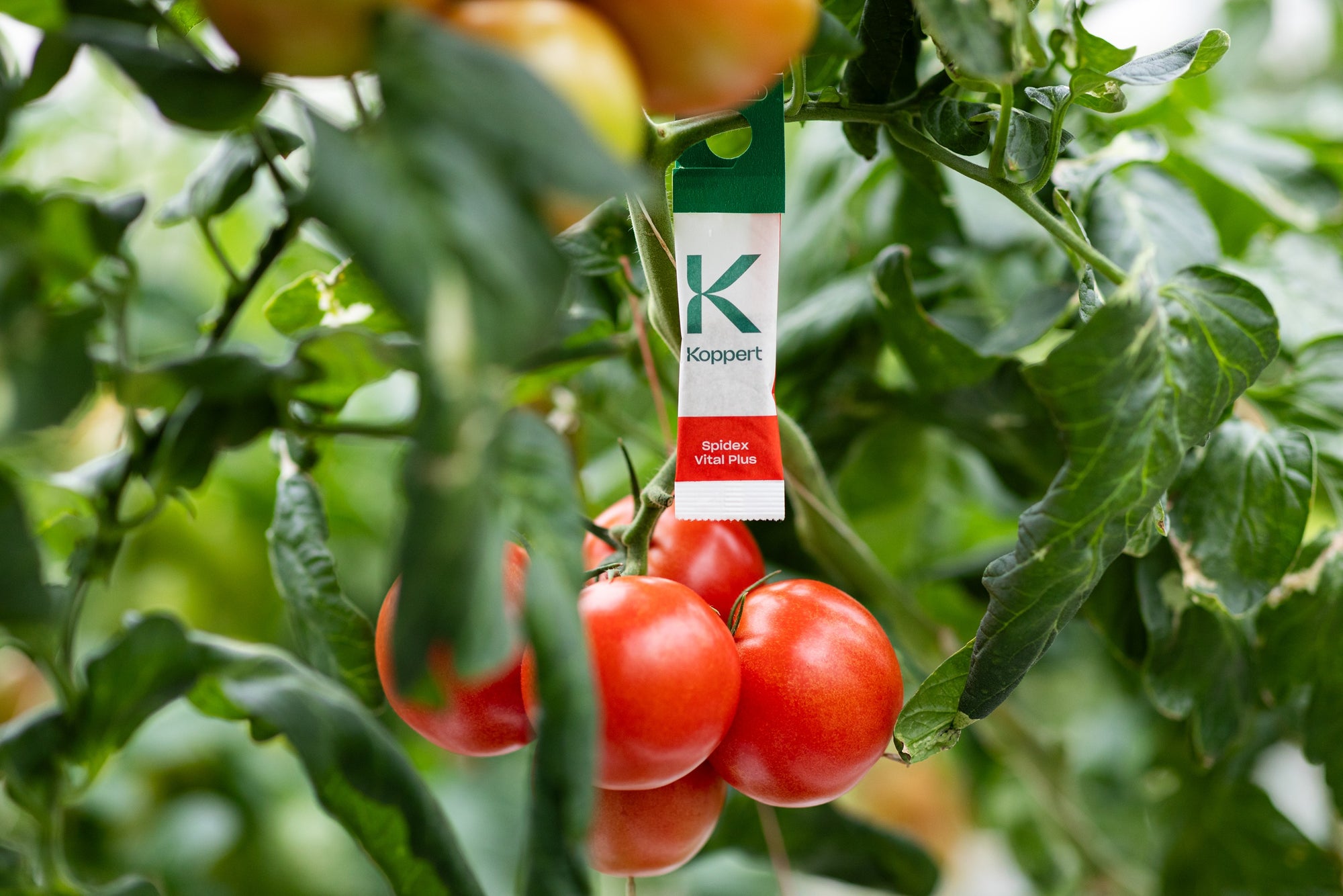 Spidex Vital Plus - Curative Spider Mite Control Sachets