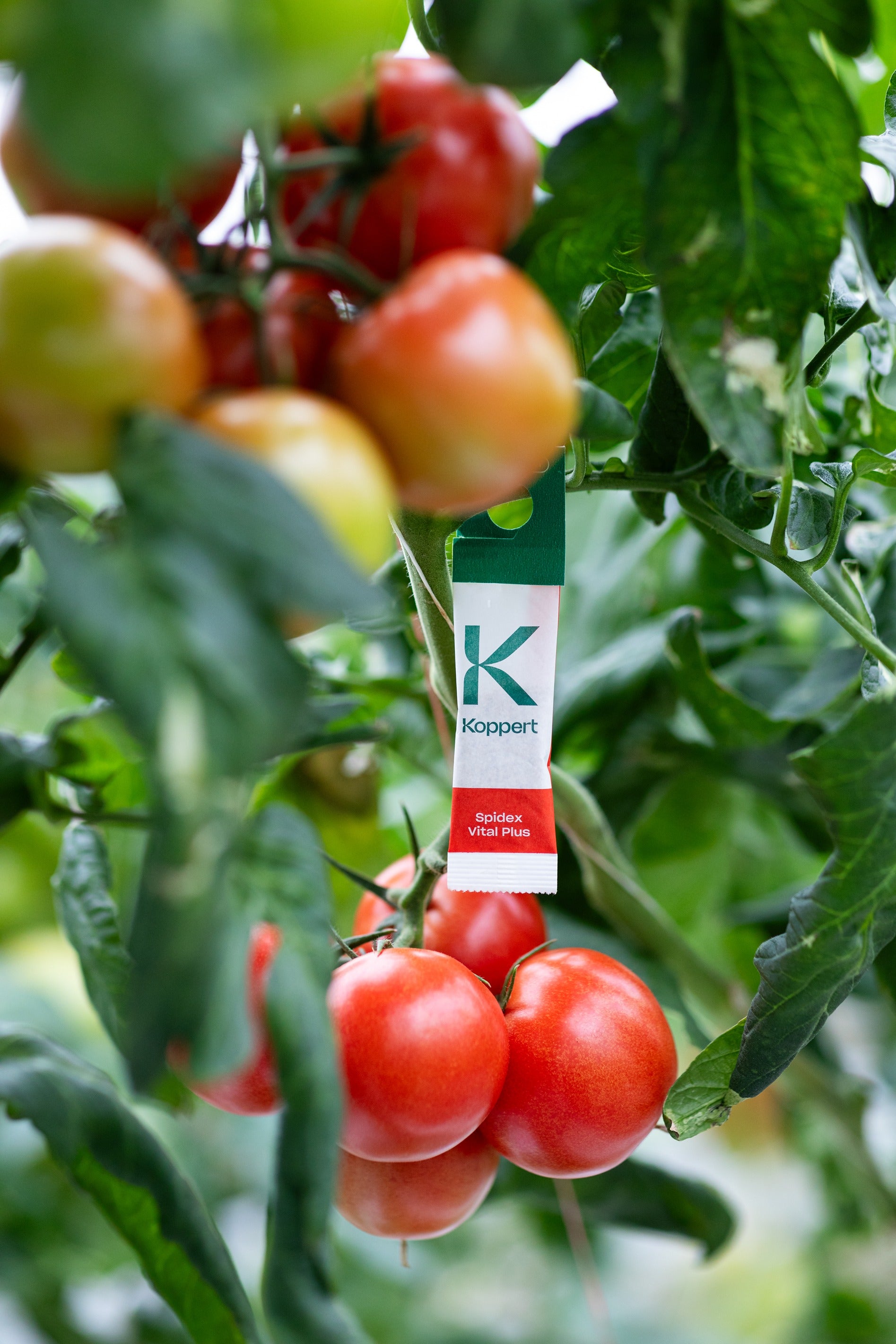 Spidex Vital Plus - Curative Spider Mite Control Sachets