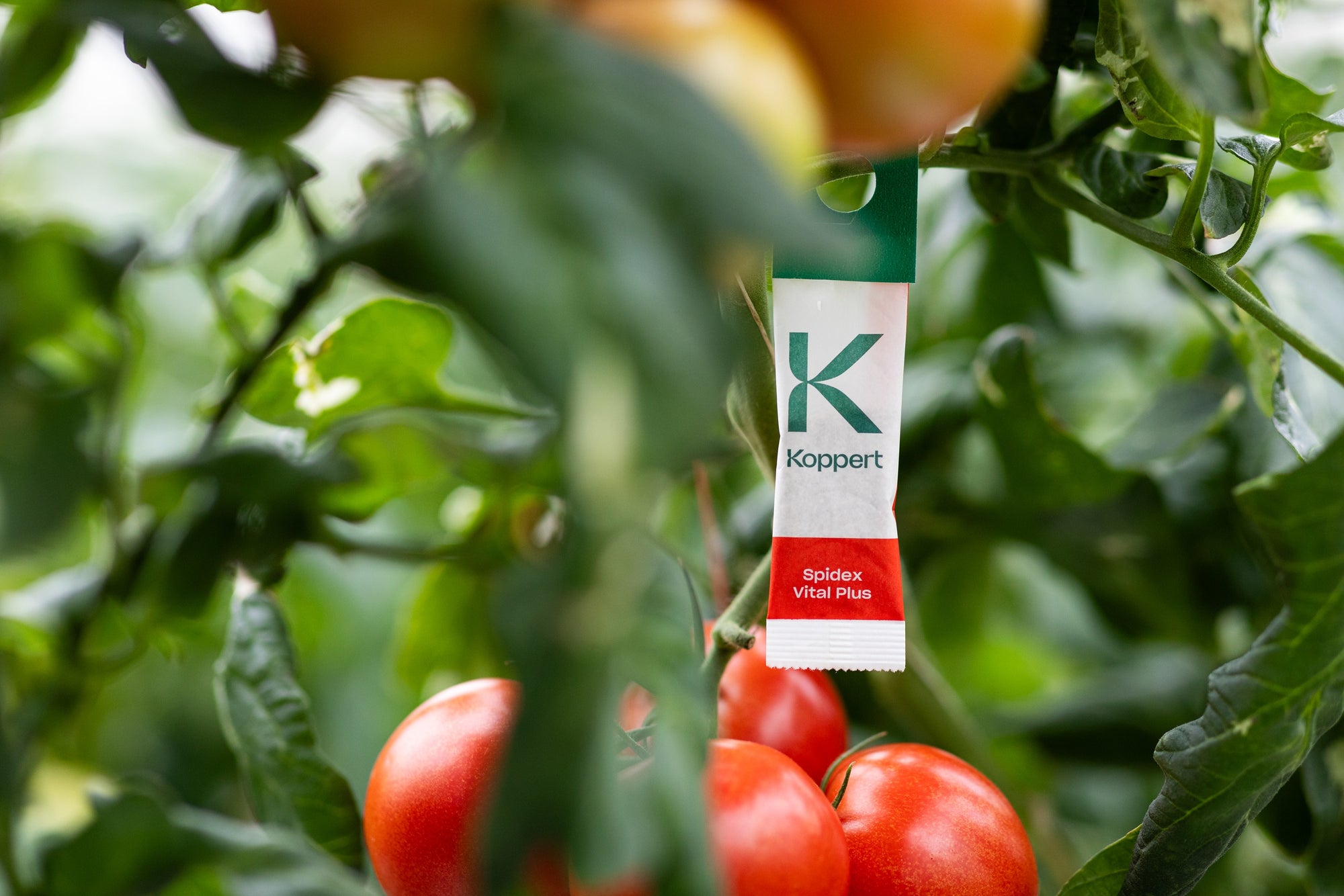 Spidex Vital Plus - Curative Spider Mite Control Sachets