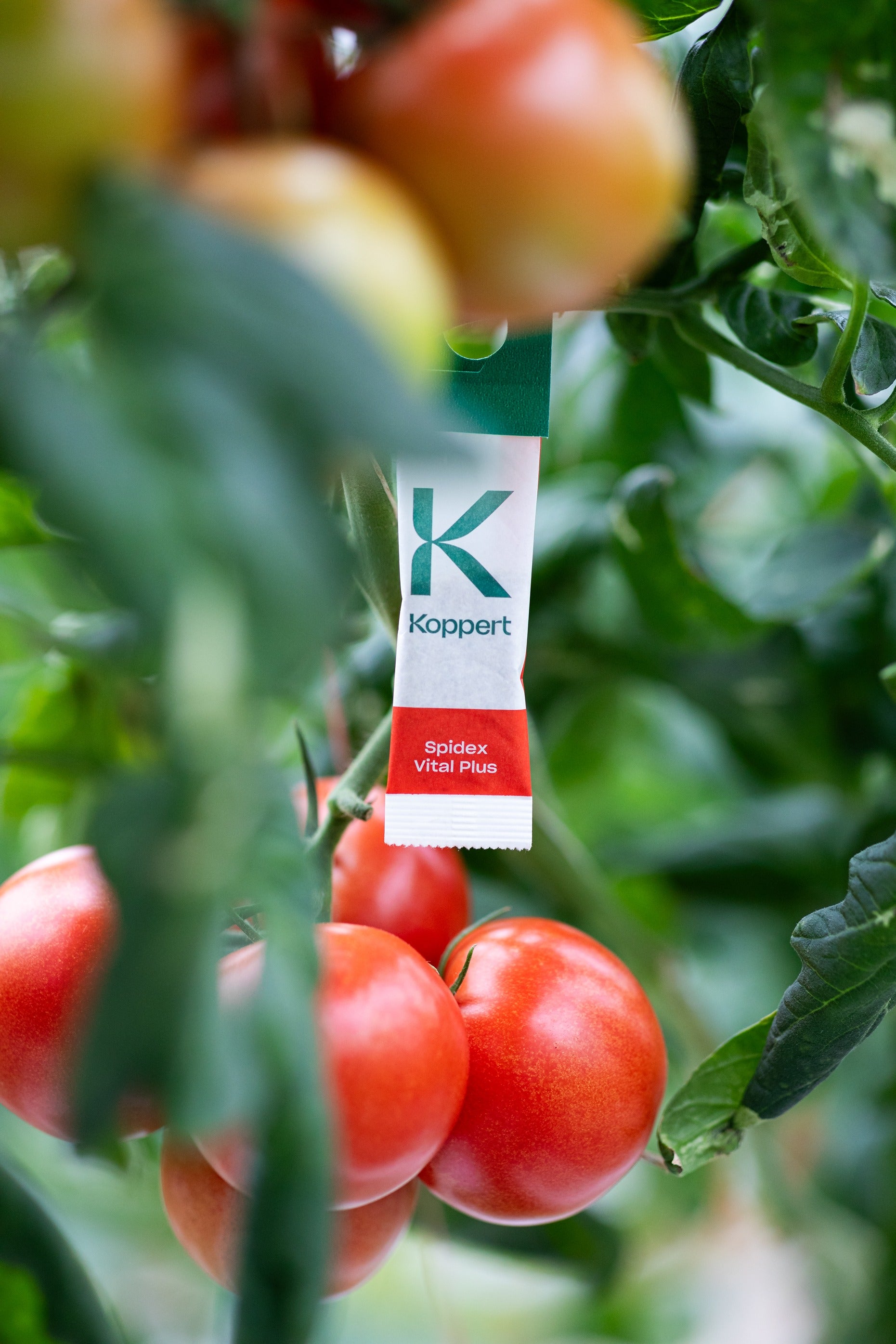 Spidex Vital Plus - Curative Spider Mite Control Sachets