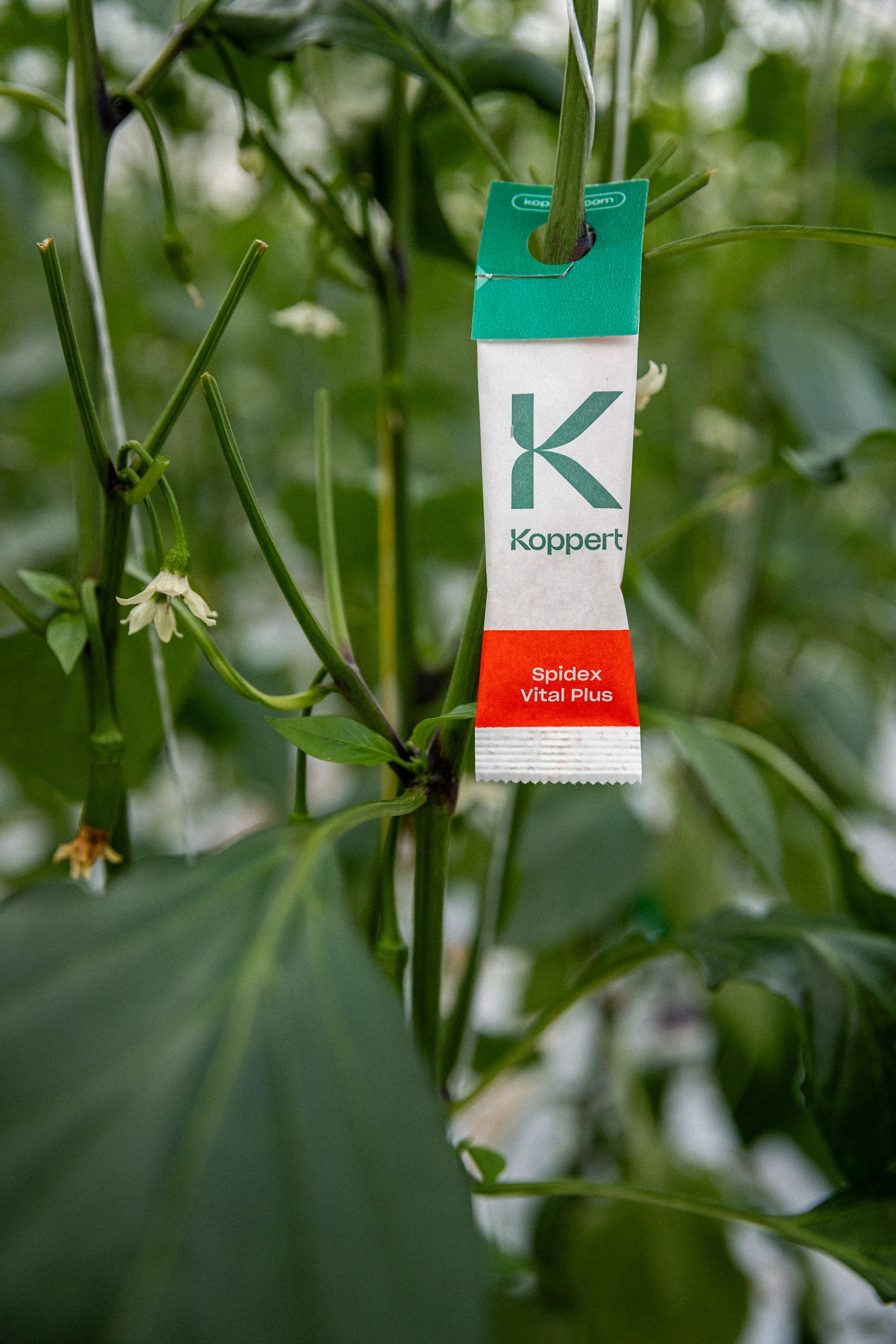 Spidex Vital Plus - Curative Spider Mite Control Sachets