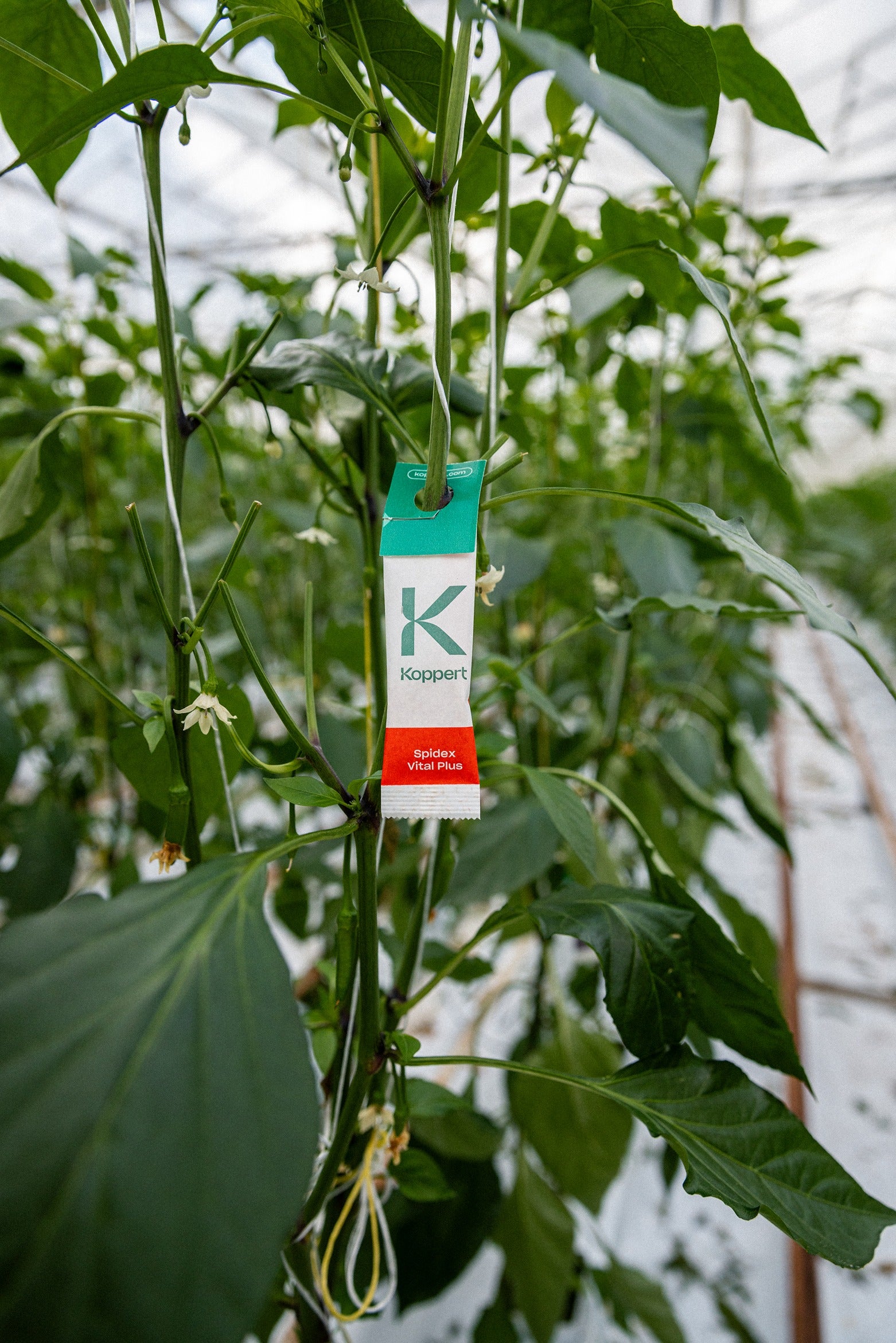 Spidex Vital Plus - Curative Spider Mite Control Sachets