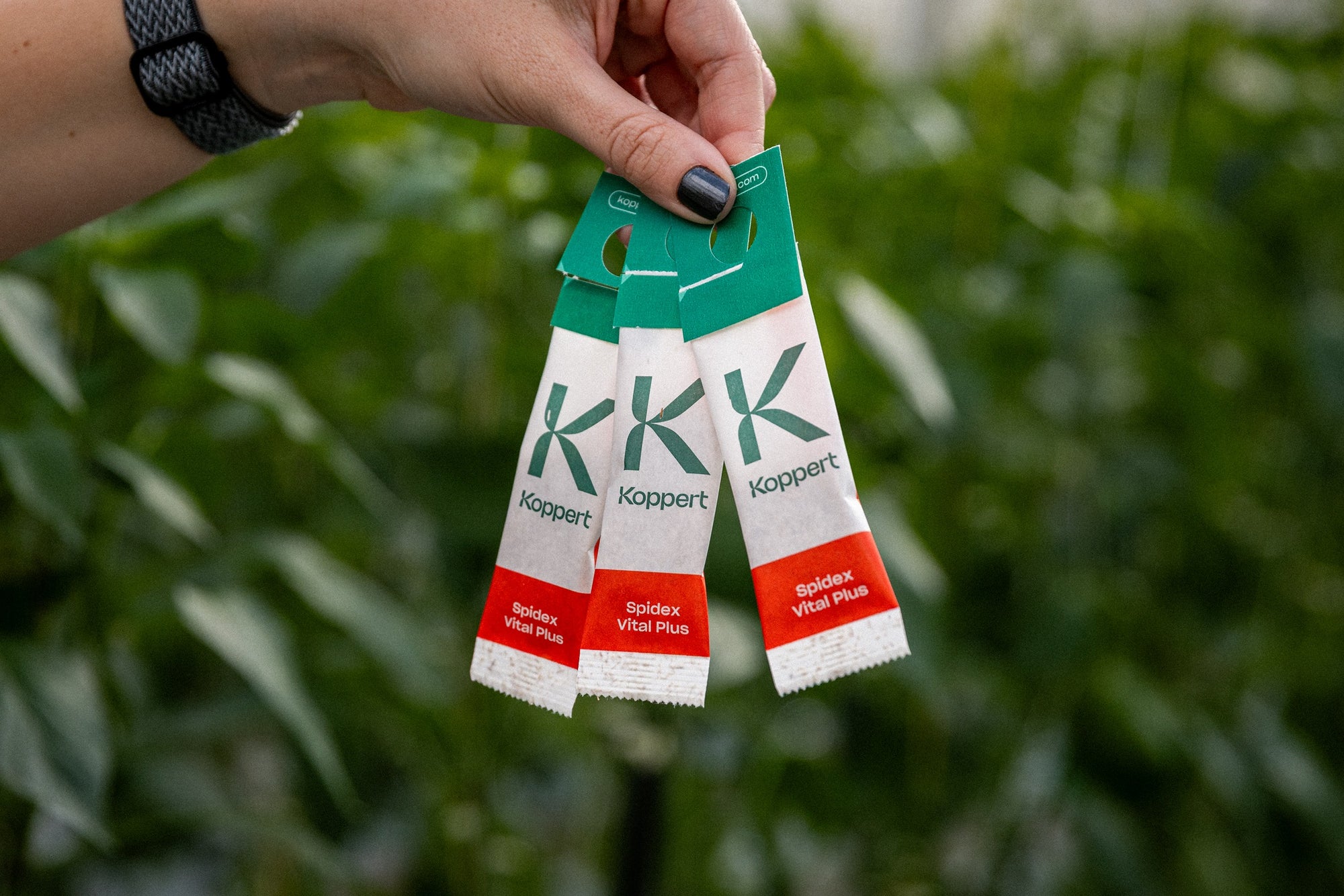 Spidex Vital Plus - Curative Spider Mite Control Sachets