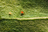 Phytoseiulus persimilis - Spider Mite Curative System