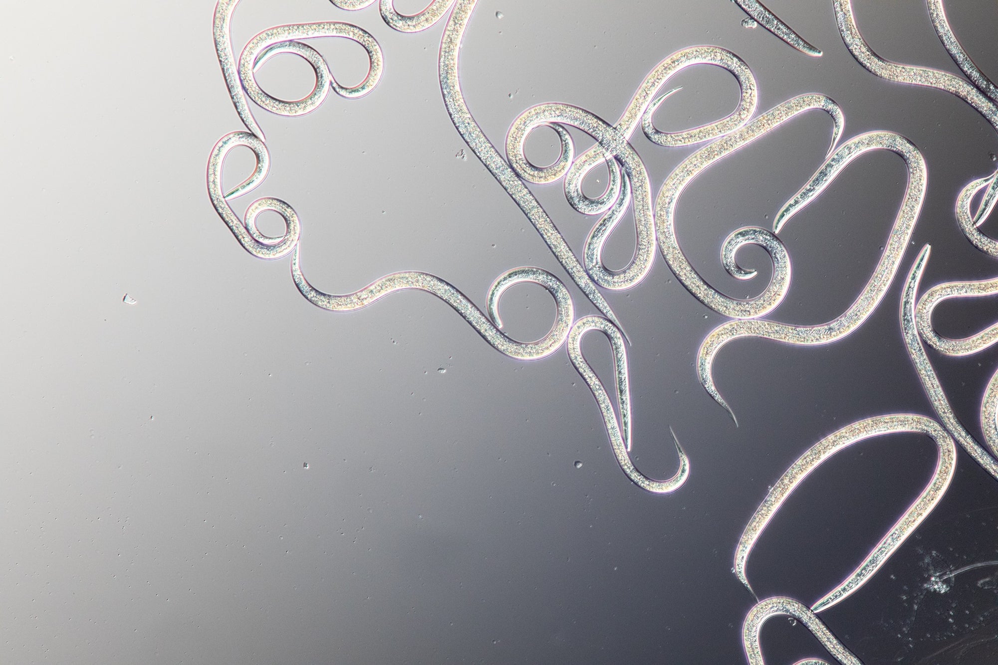 Wax Moth Killer Nematodes