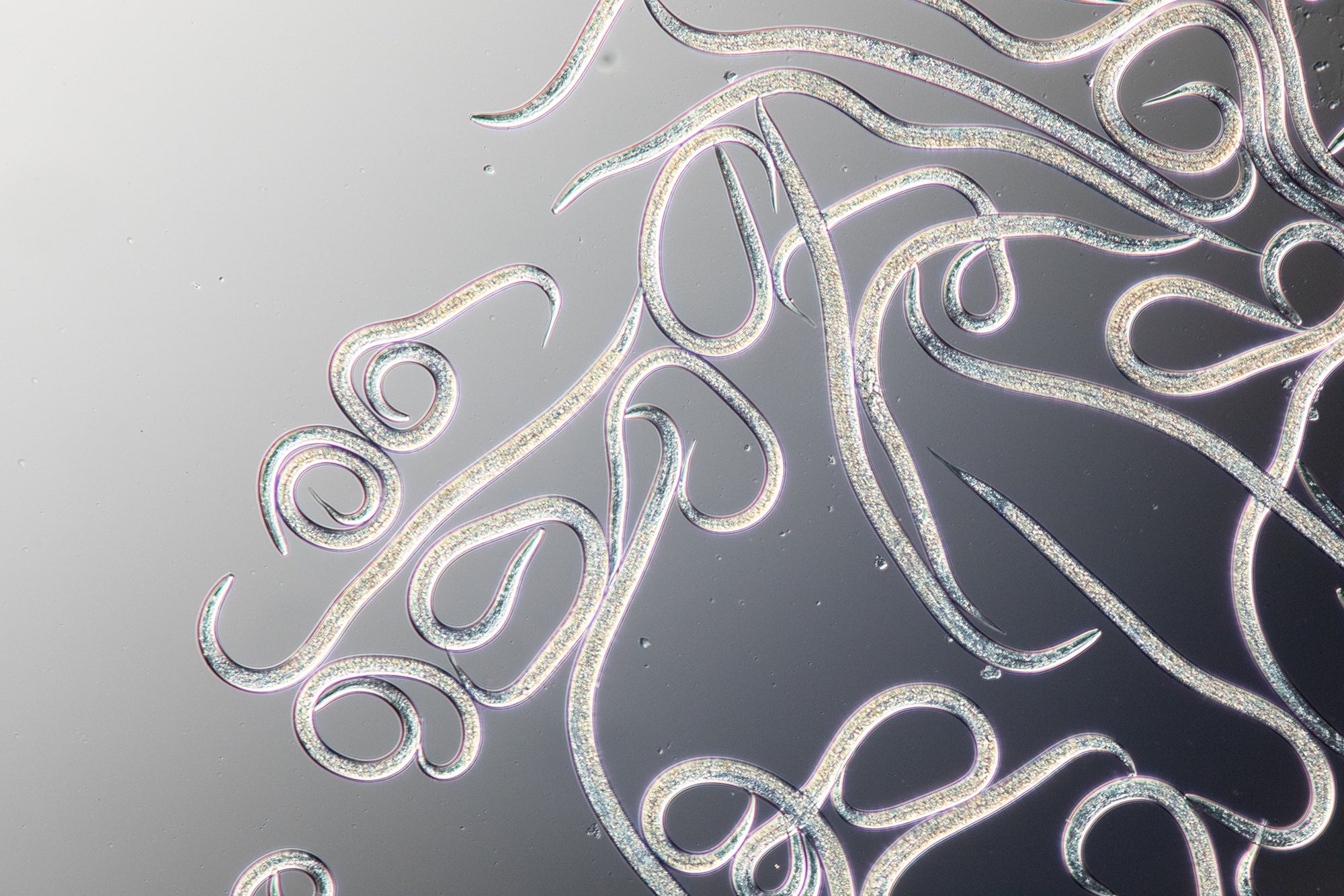 Wireworm Killer Nematodes