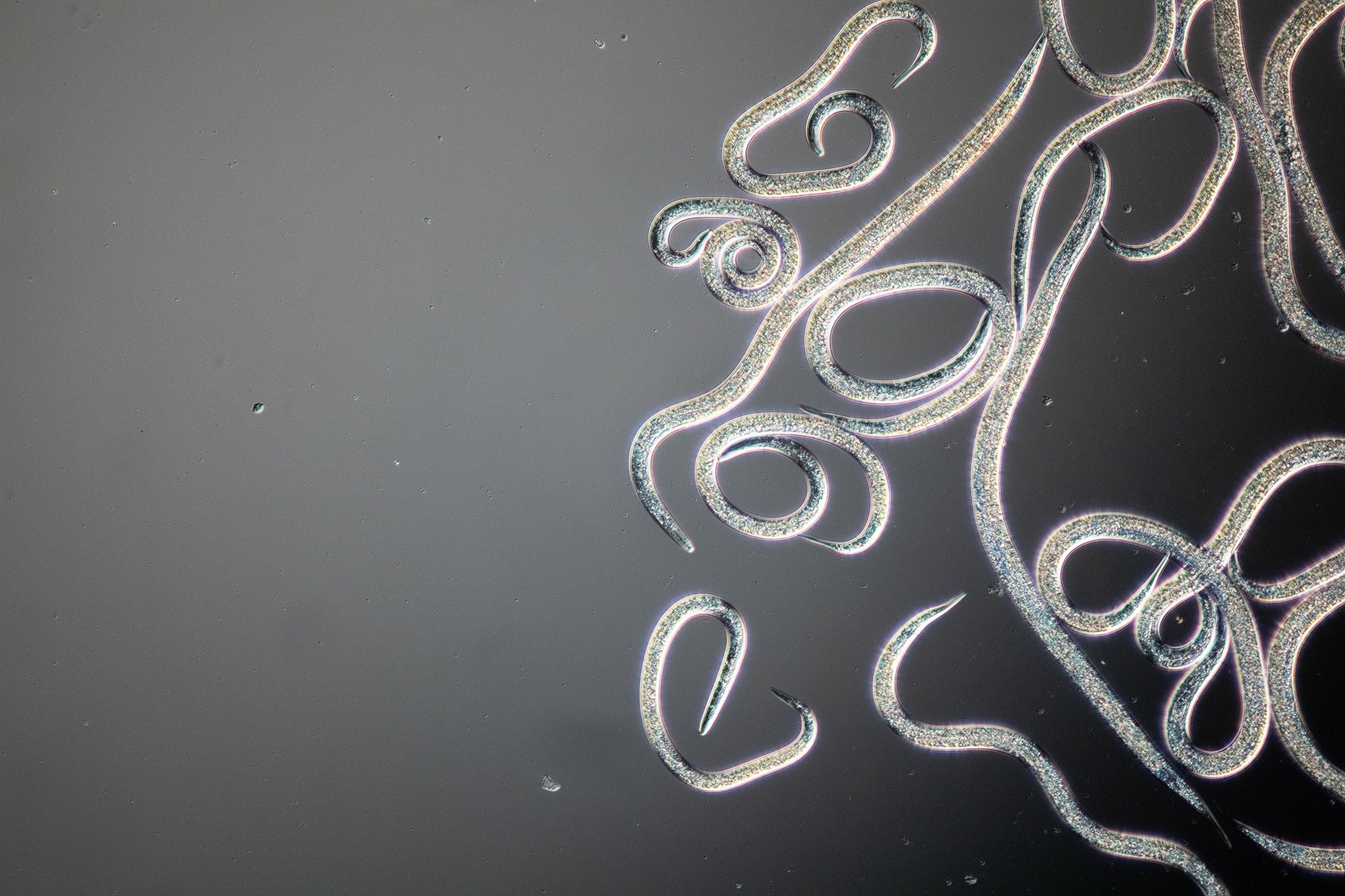 Nemaflo Nematode Soil Penetrant & Carrier