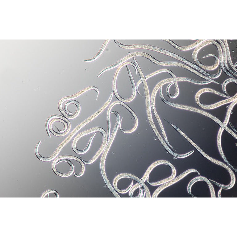 Small Garden Carrot Root Fly Killer Nematodes