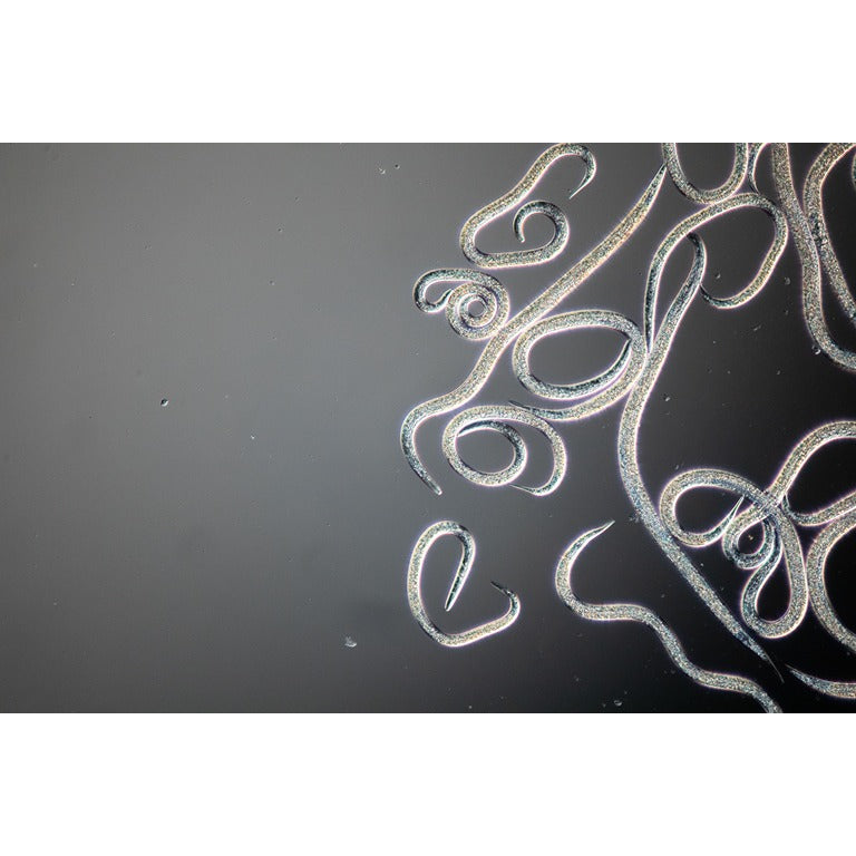 Small Garden Cutworm Killer Nematodes