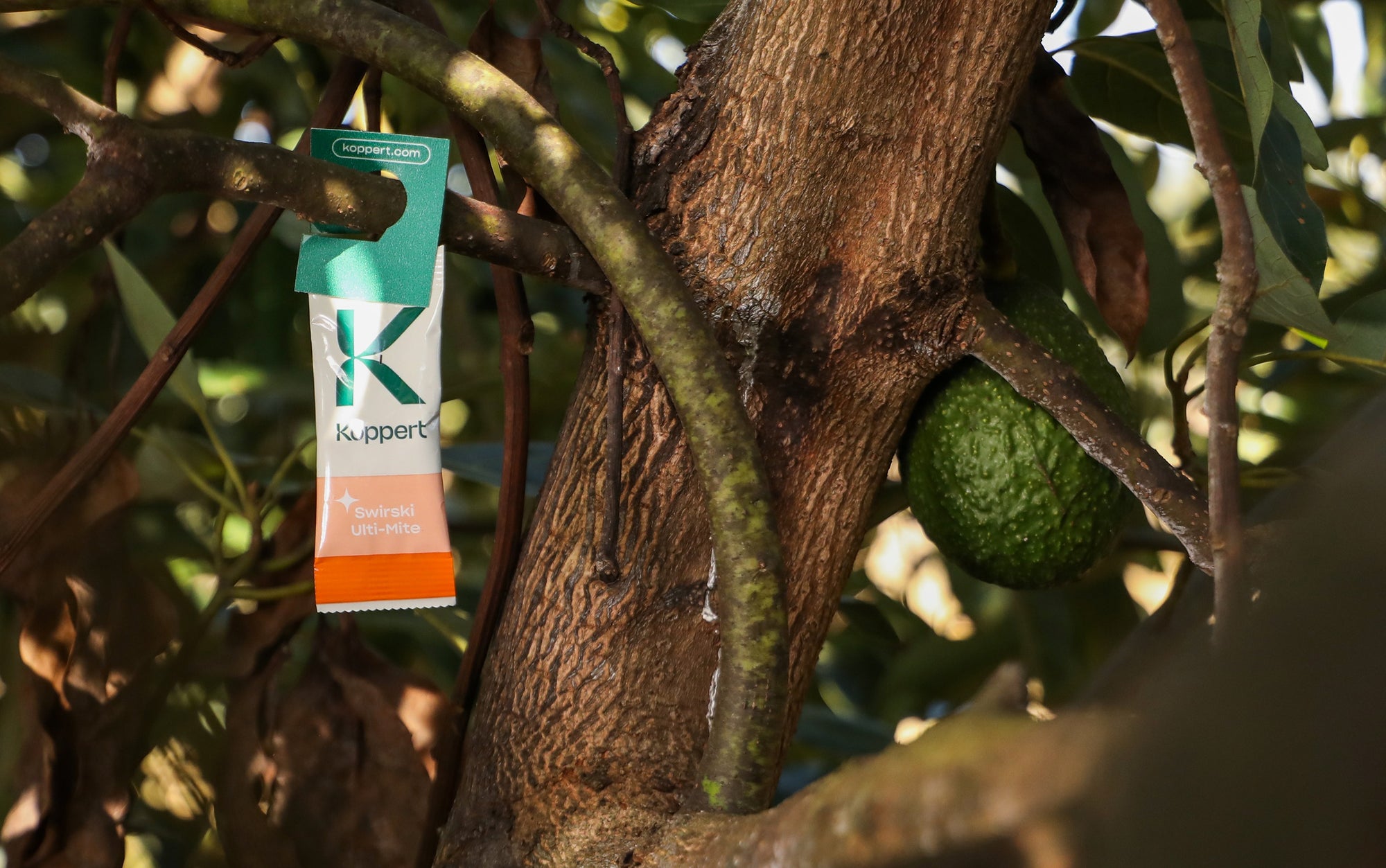 Amblyseius swirskii - Foil Sachets - Thrip Preventative System