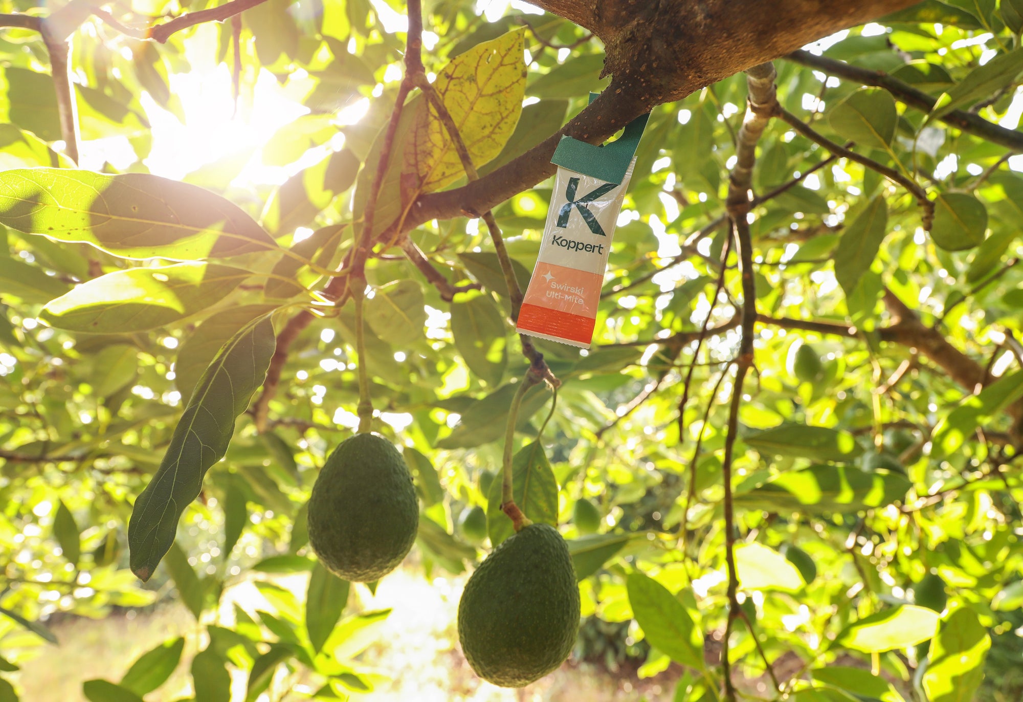 Amblyseius swirskii - Foil Sachets - Thrip Preventative System