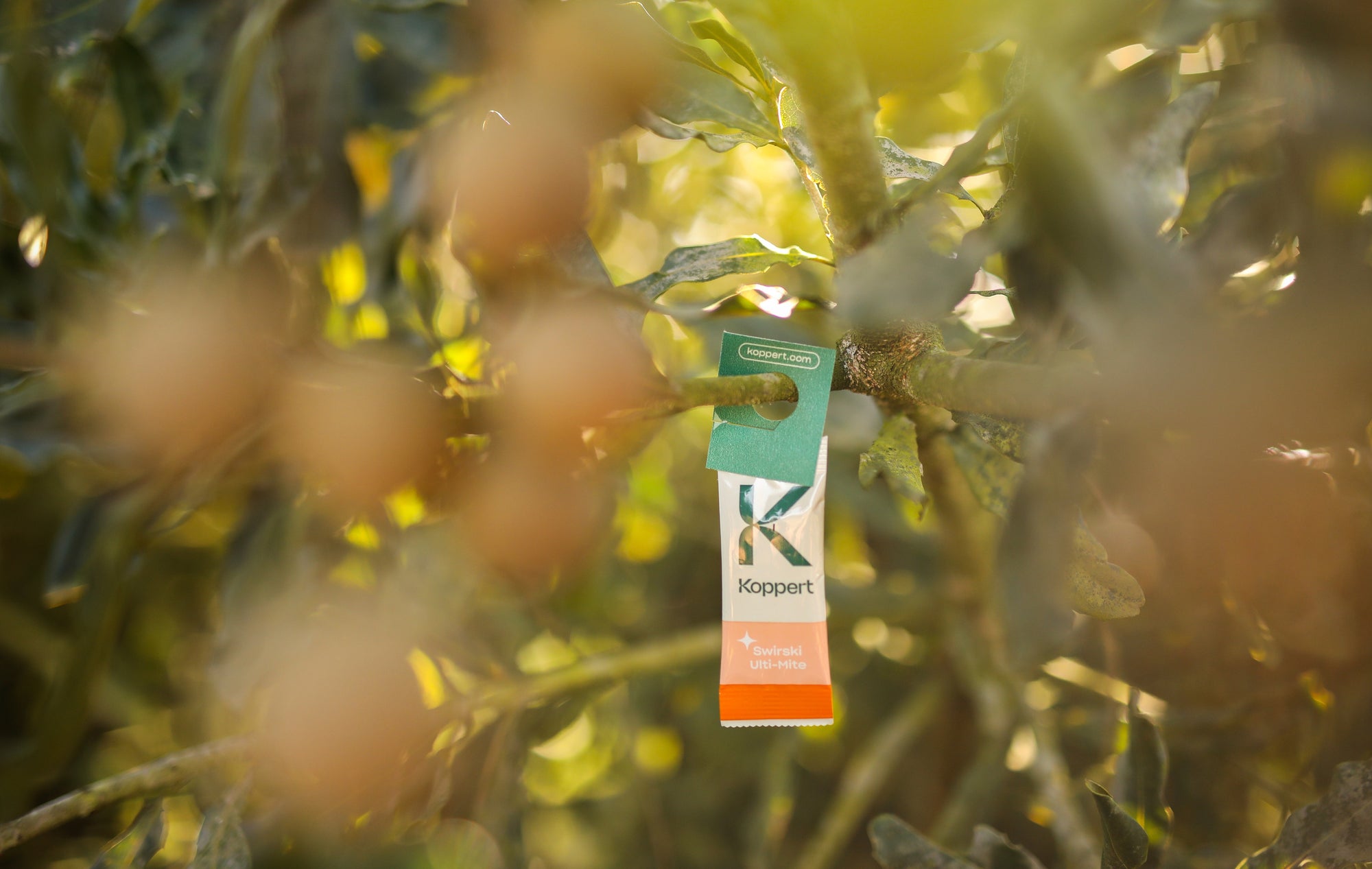 Amblyseius swirskii - Foil Sachets - Thrip Preventative System